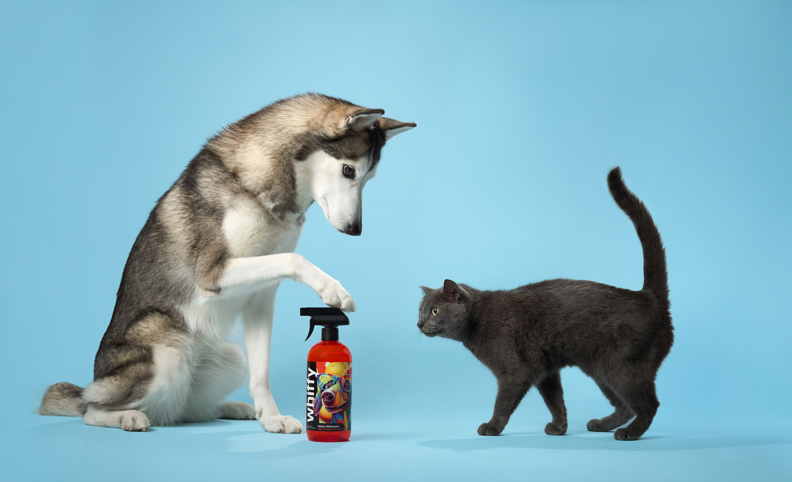Pet Advertising Photography | Commercial Shoots with Dogs & Cats. Dog photographer Averianova Anna — Art photography of dogs