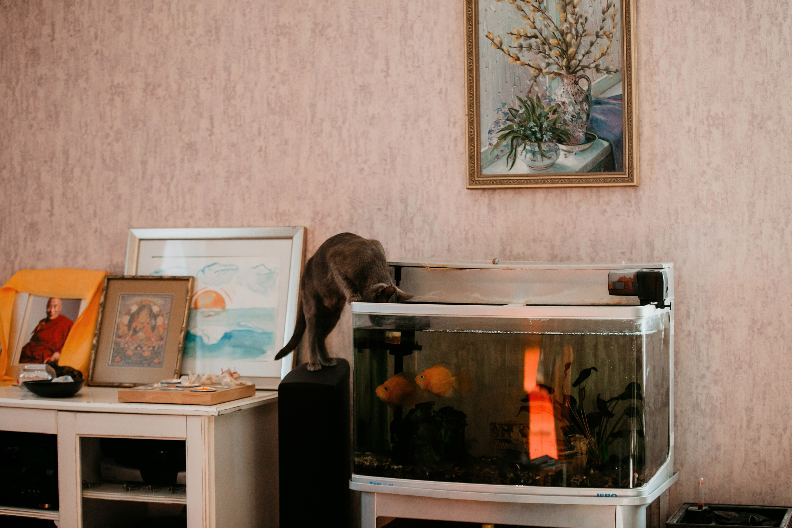 Фотосессия дома с Сиба-ину. Фотограф-анималист в Краснодаре Маша Мельникова