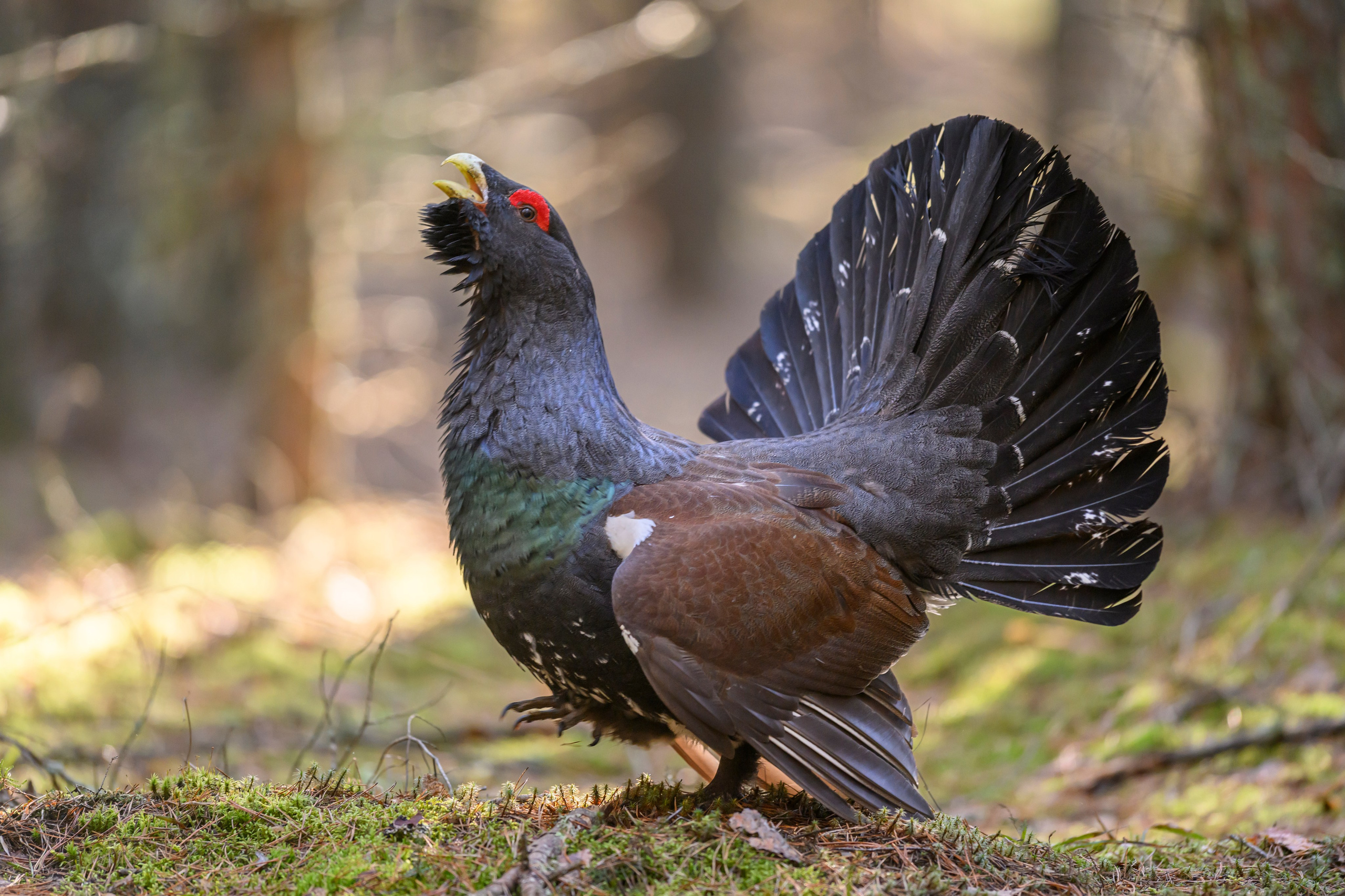Глухарь / Wood grouse. Фотограф Сергей Пупонин