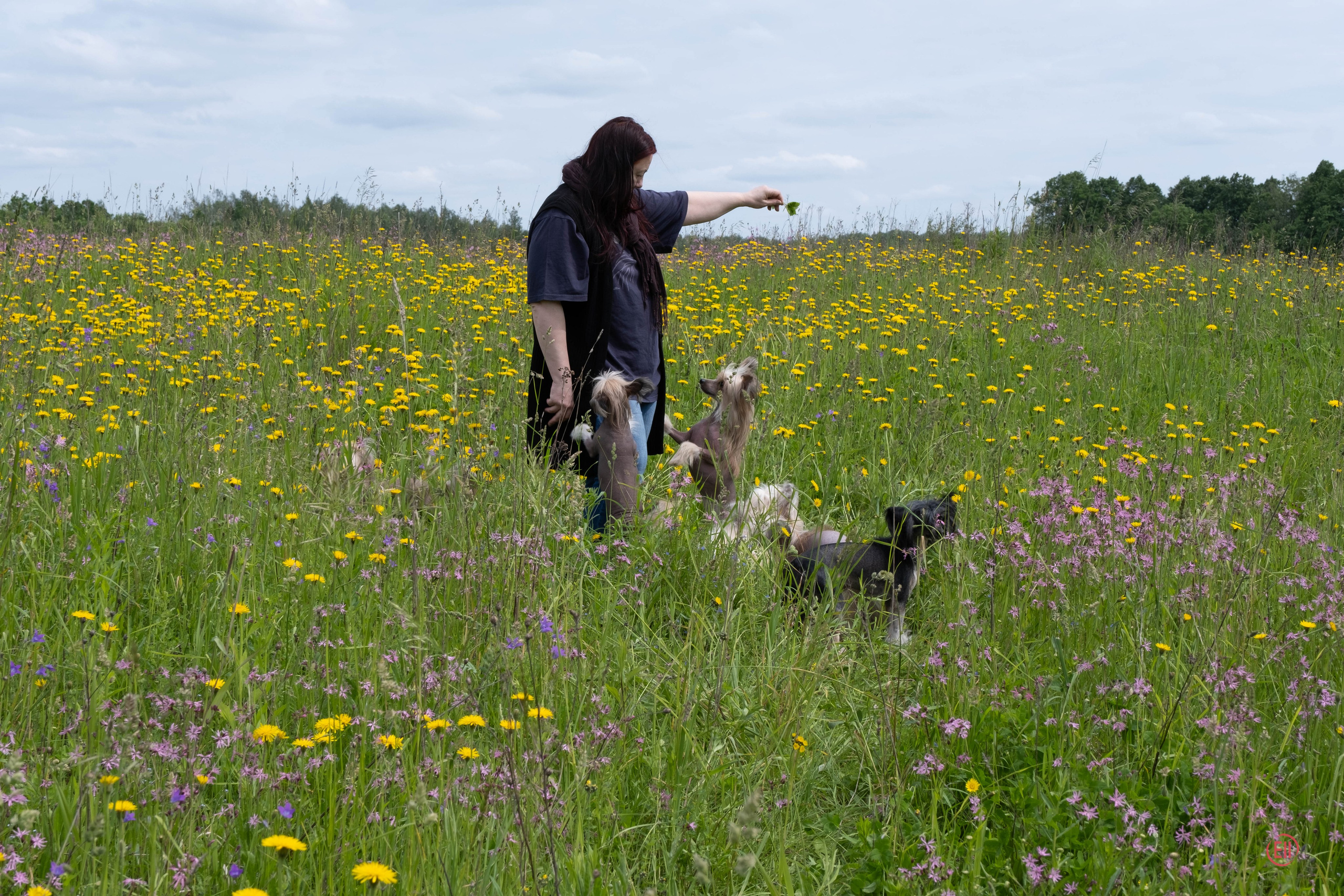 Просто в поле. Питомник китайских хохлатых собак Poale Ell: купить щенка