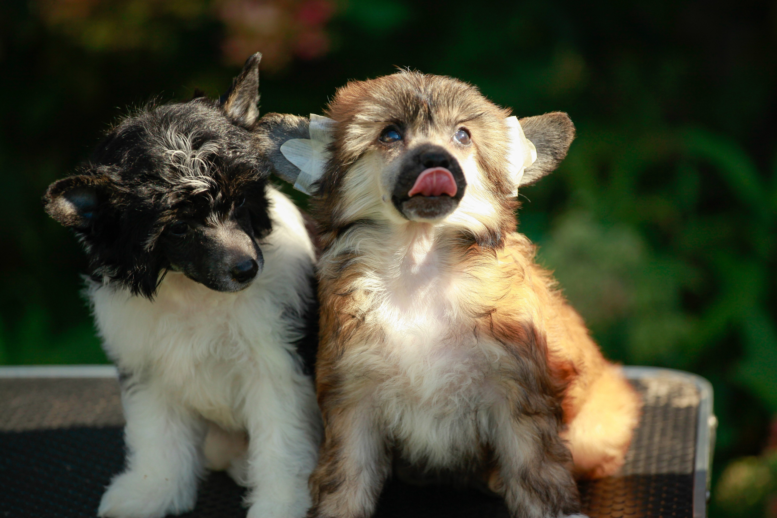 Poale Ell Chester Becomes a Dad for the First Time. Chinese Crested Dog Kennel Poale Ell