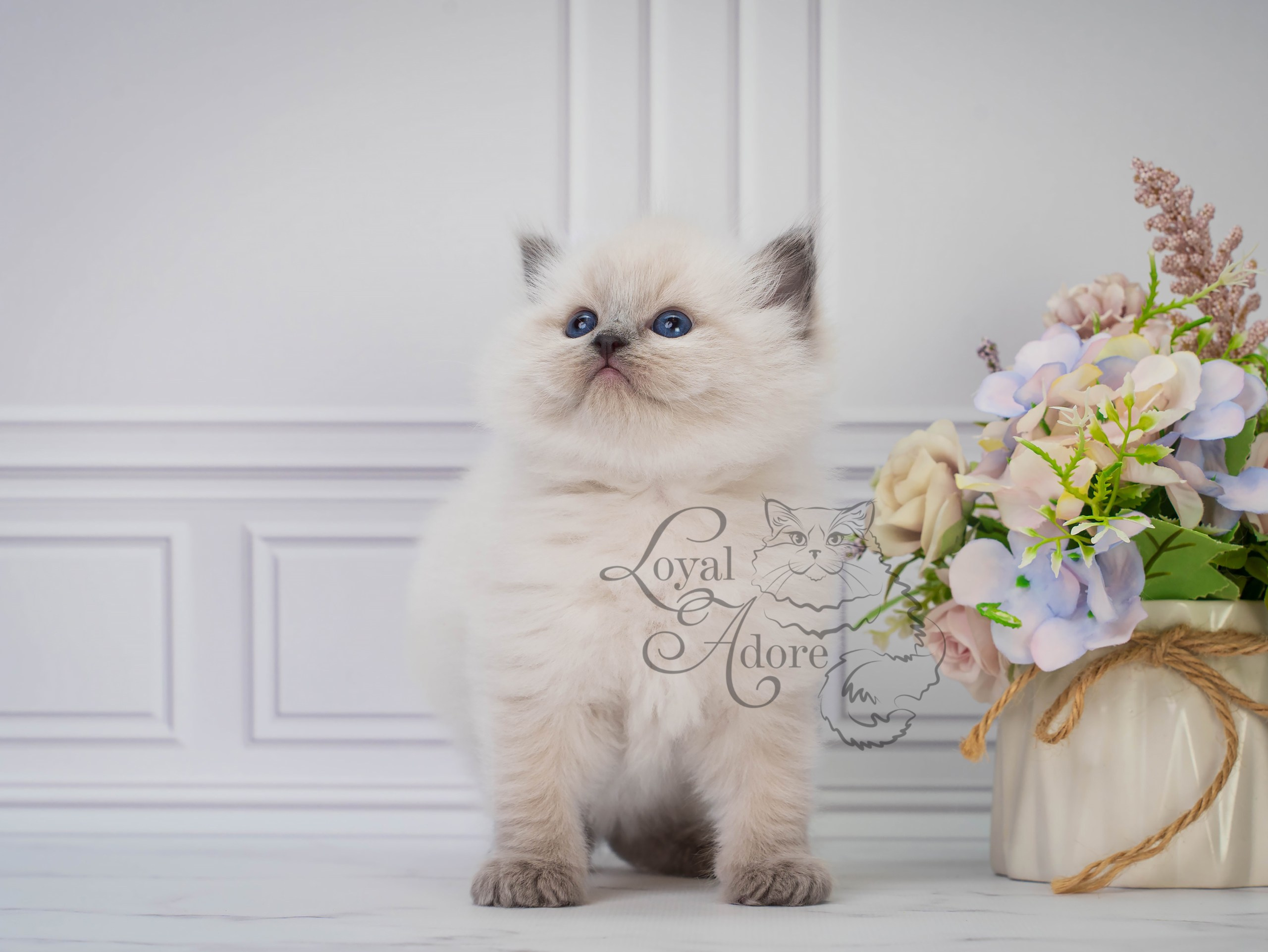 Все свободные котята. Питомник рэгдолл Loyal Adore
