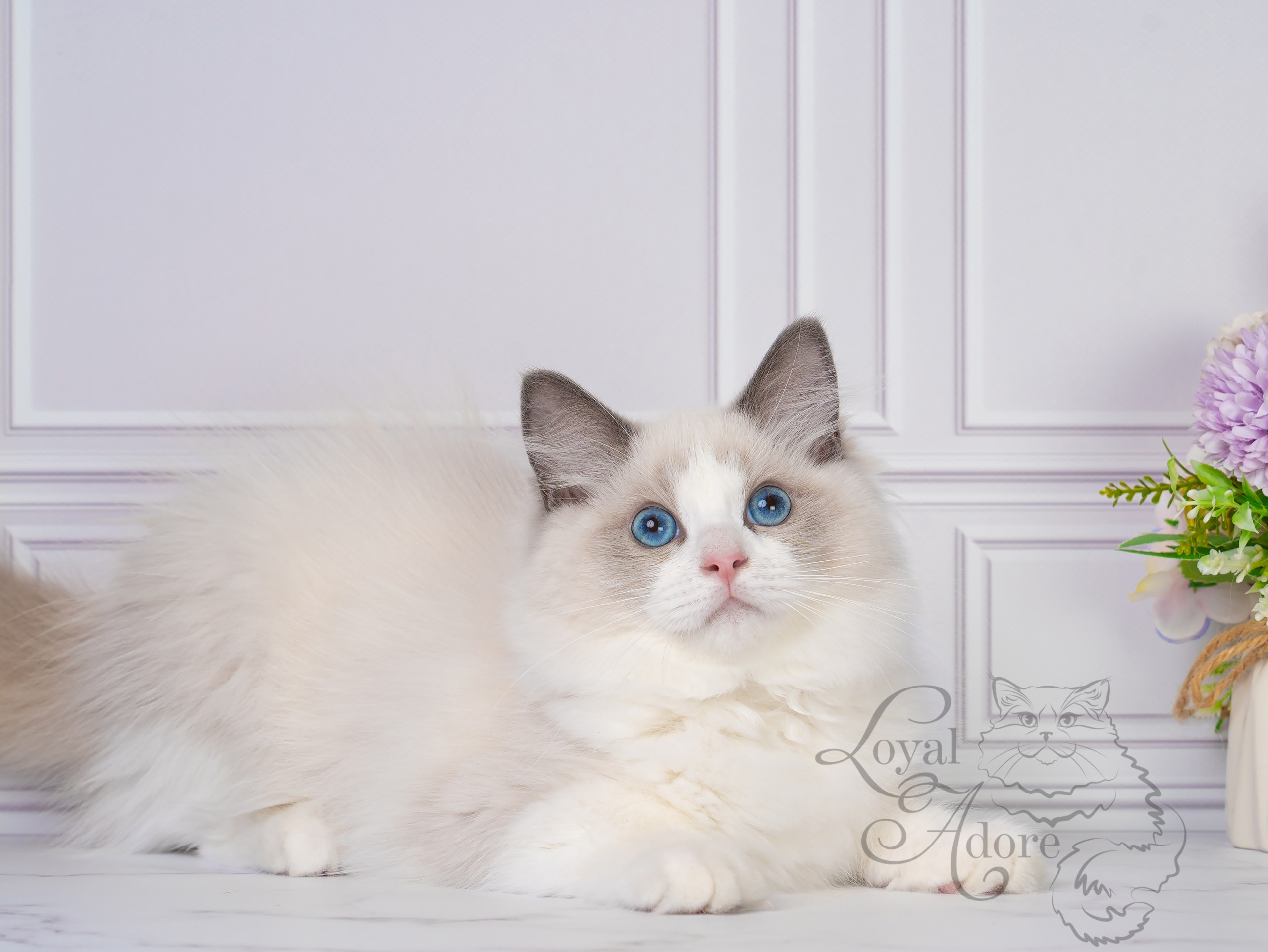 Все свободные котята. Питомник рэгдолл Loyal Adore