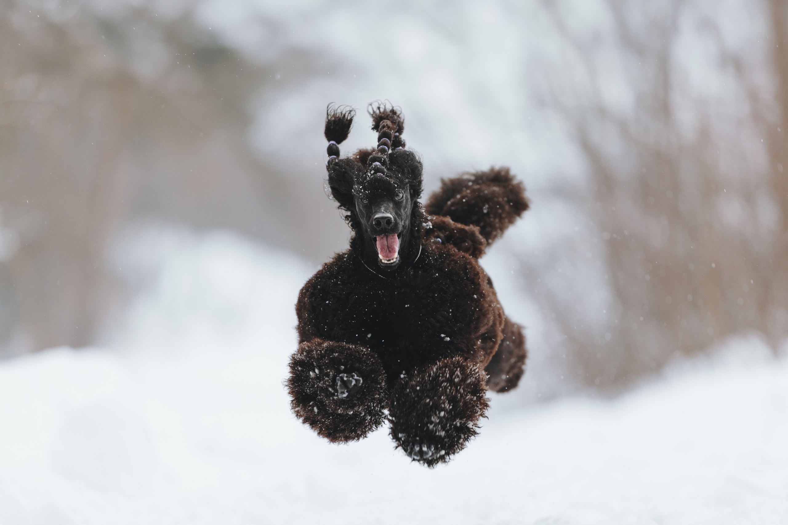 Фотограф анималист Осипчикова Мария