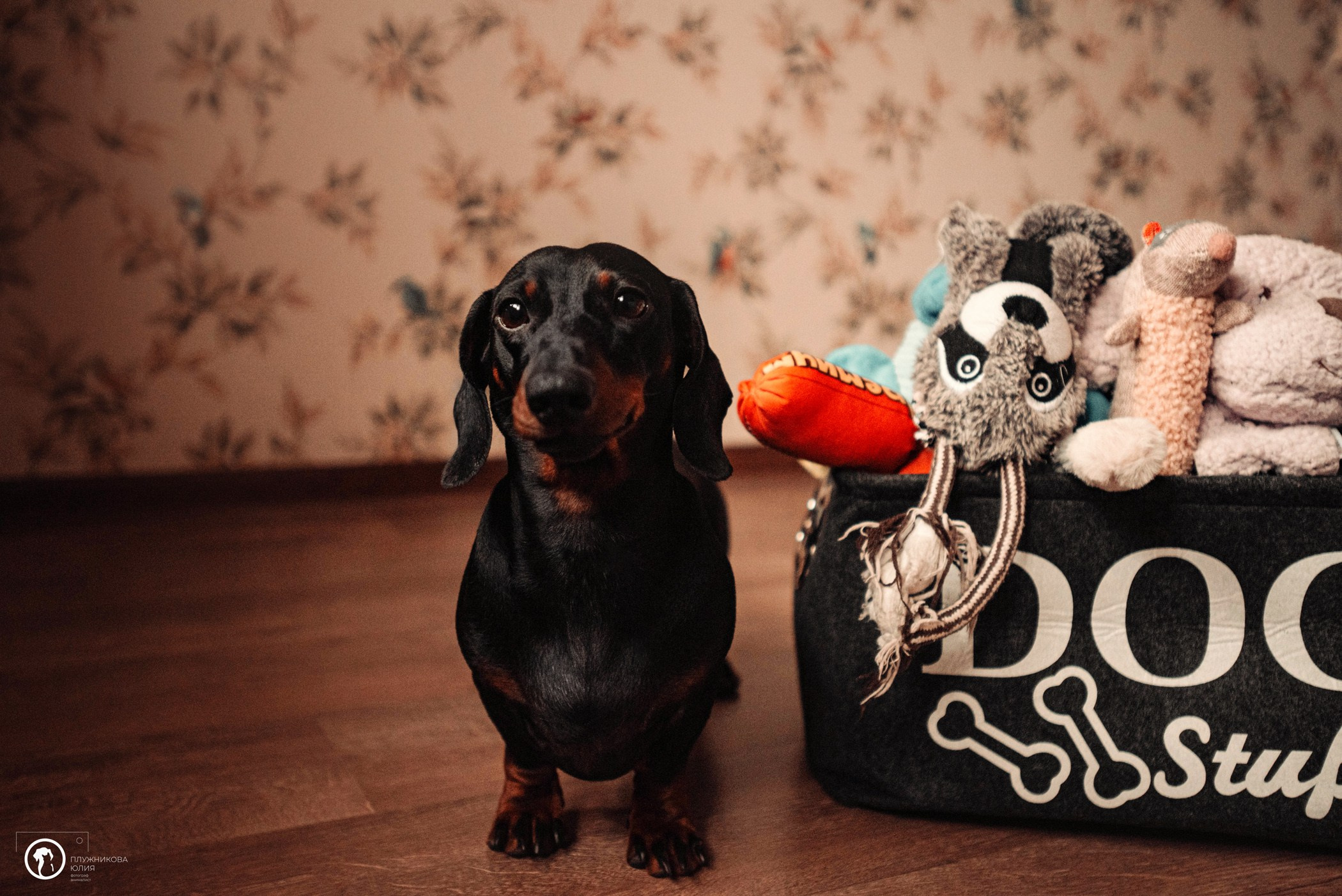 Таня и Грант. Фотограф — анималист Саратов/Москва|Плужникова Юлия