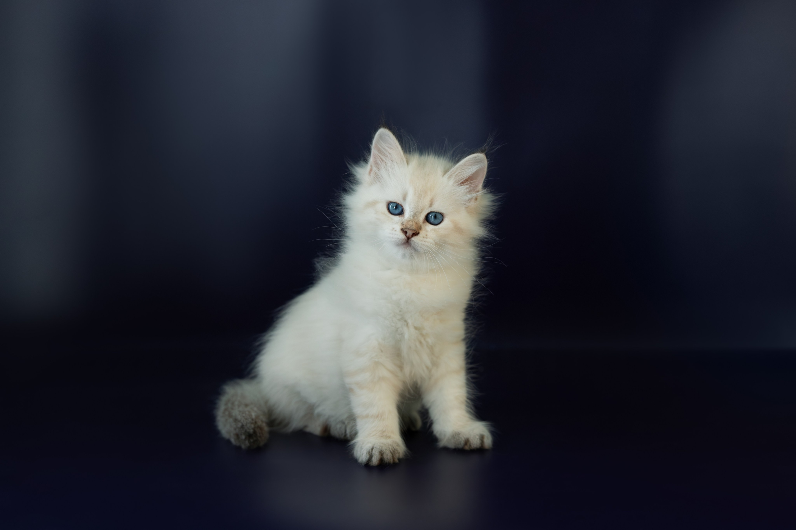 Семейный и анималист фотограф в Переславле Анастасия Гусева