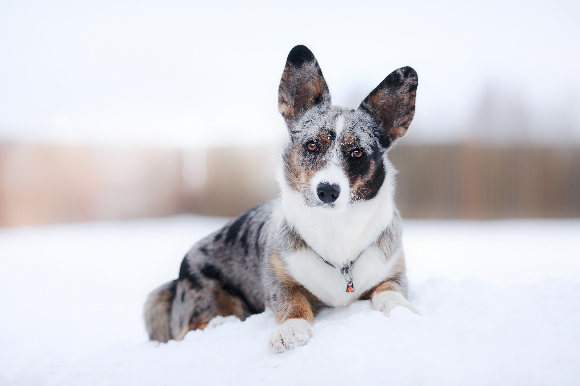 Фотограф-анималист Mary Mart — Москва, Питер