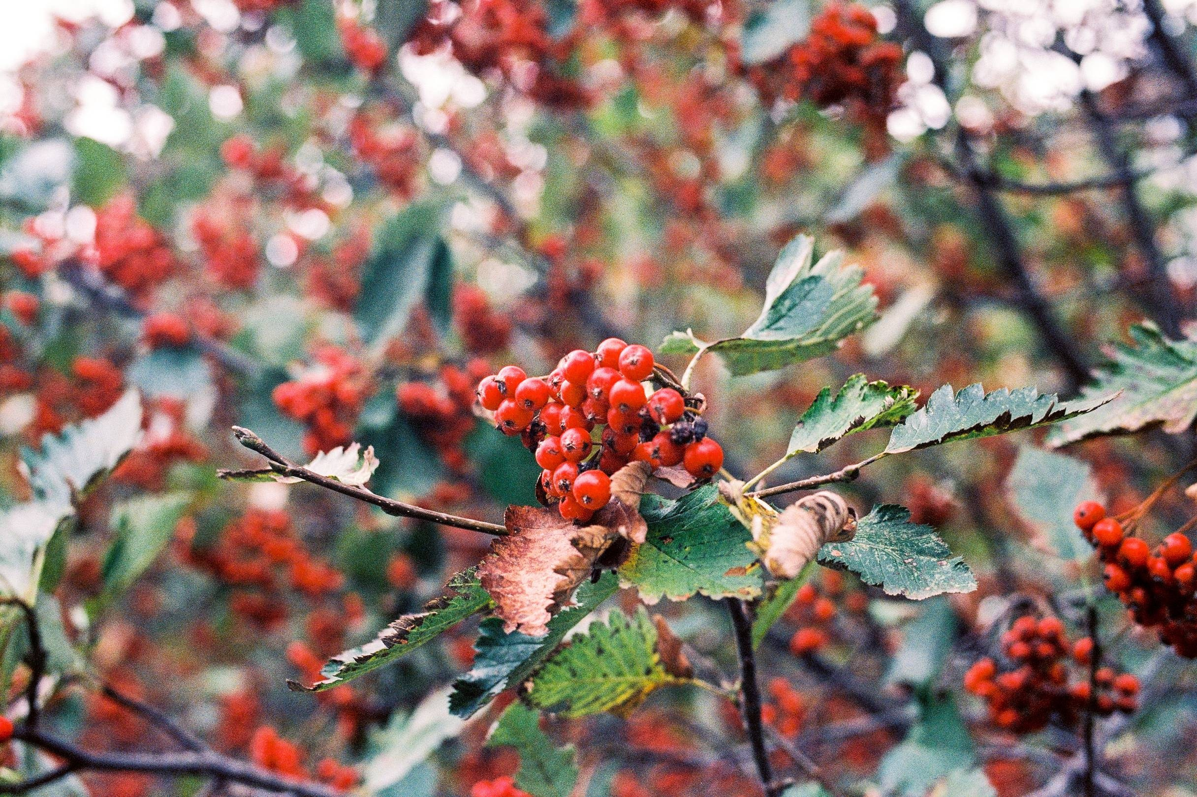 Плёночные фотографии. Фотограф — Василий Стабров