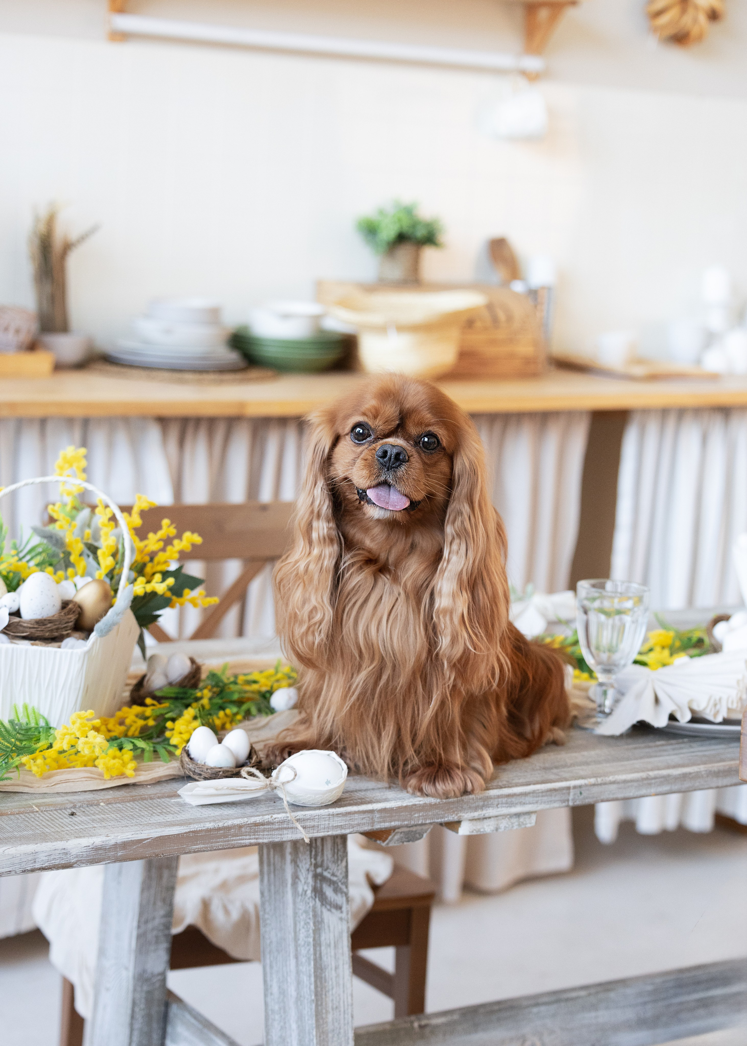 Портретная и семейная съемка. Фотограф анималист