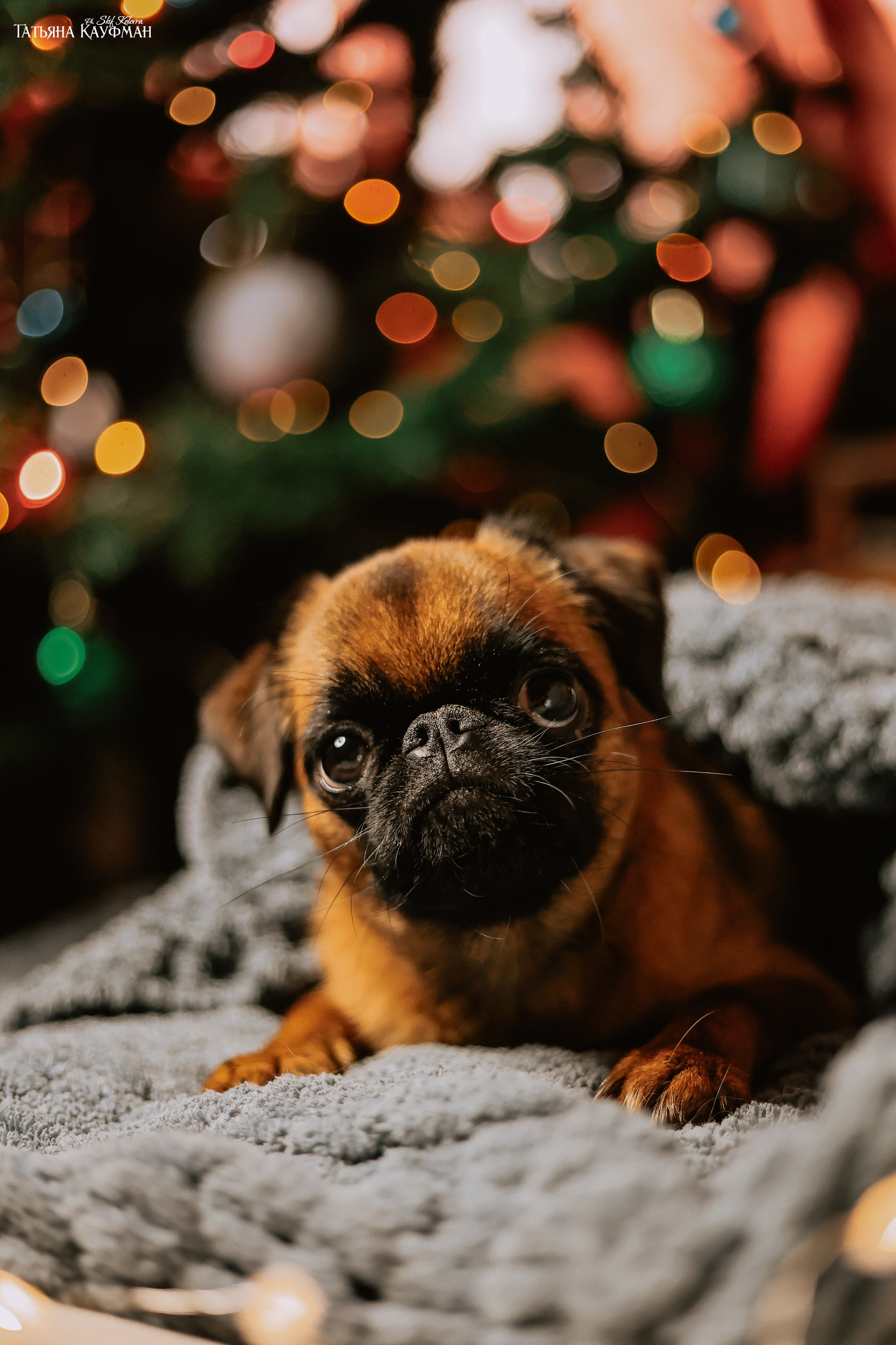 Малый брабансон, фотография брабансон, красивая собака, фотограф анималист, фотокурс Анималистика, научиться фотографировать собак, фотограф Новосибирск