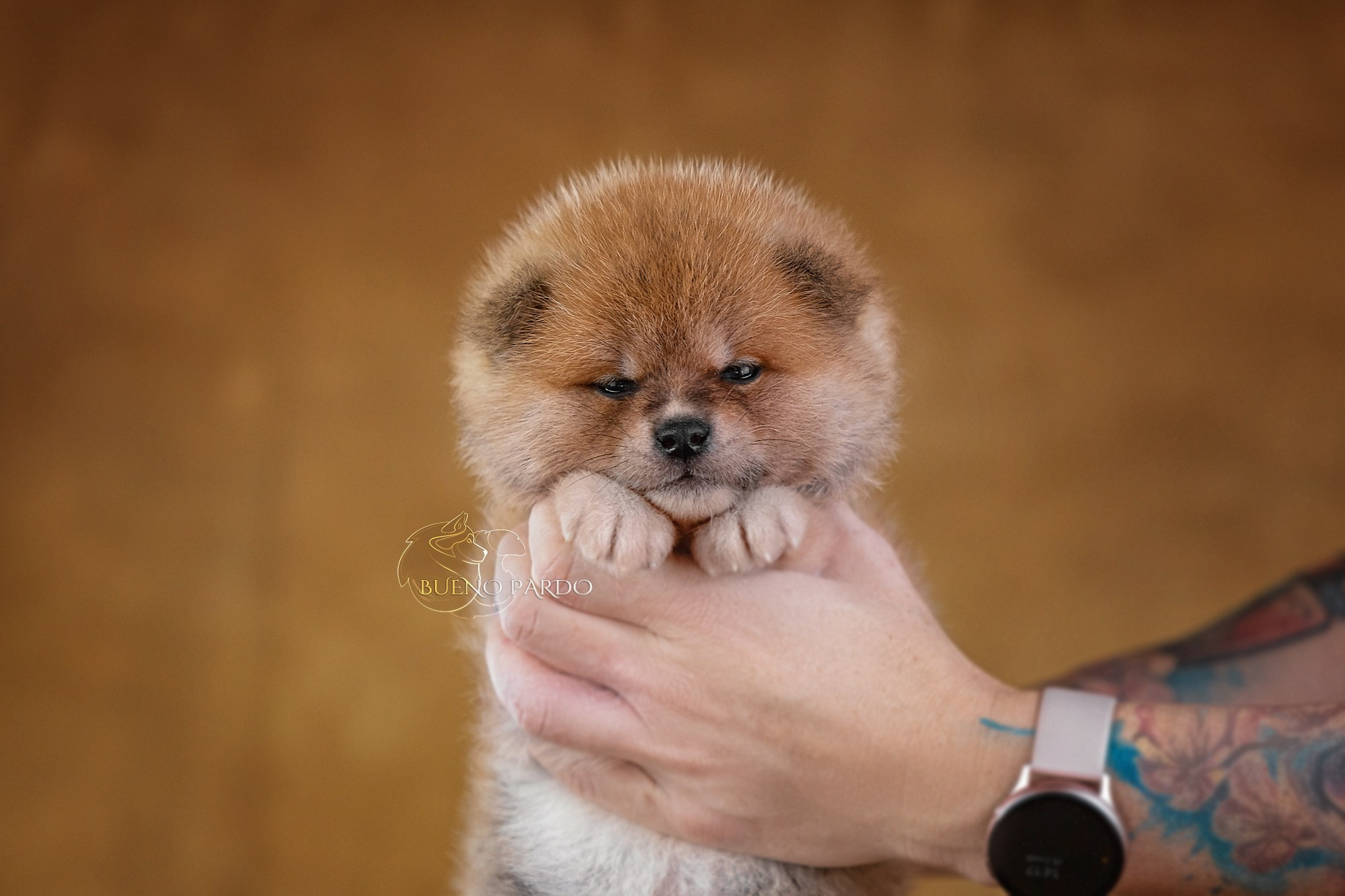 Щенки японской акита ину из питомника. Питомник собак Акита, Хаски, Корги
