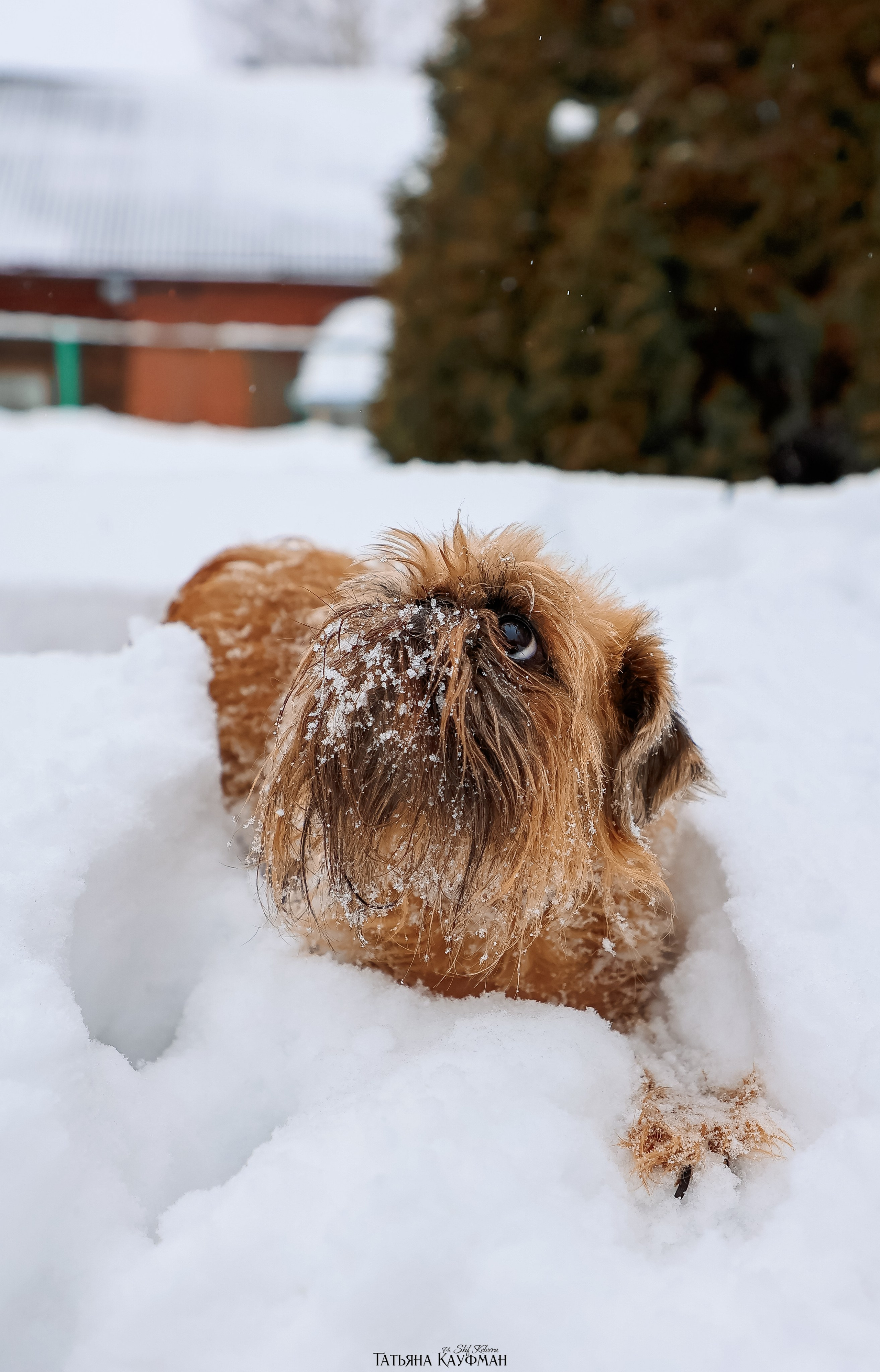 Брюссельский гриффон, фотография гриффон, красивая собака, фотограф анималист, фотокурс Анималистика, научиться фотографировать собак, фотограф Новосибирск