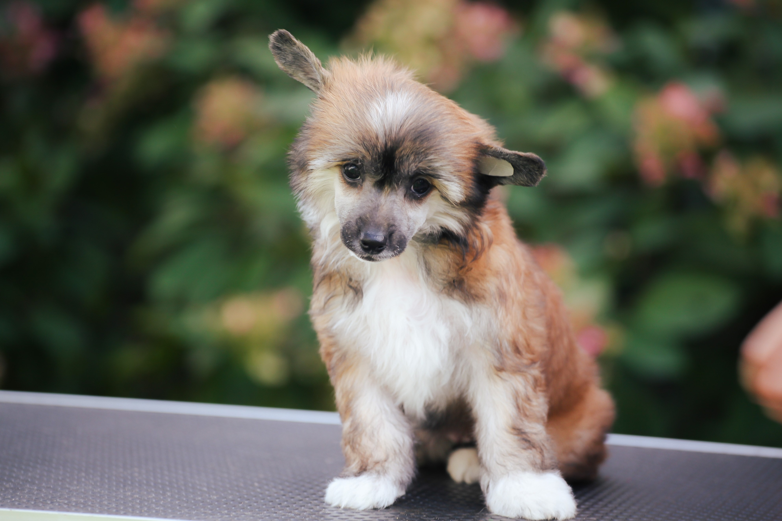 Poale Ell Chester Becomes a Dad for the First Time. Chinese Crested Dog Kennel Poale Ell