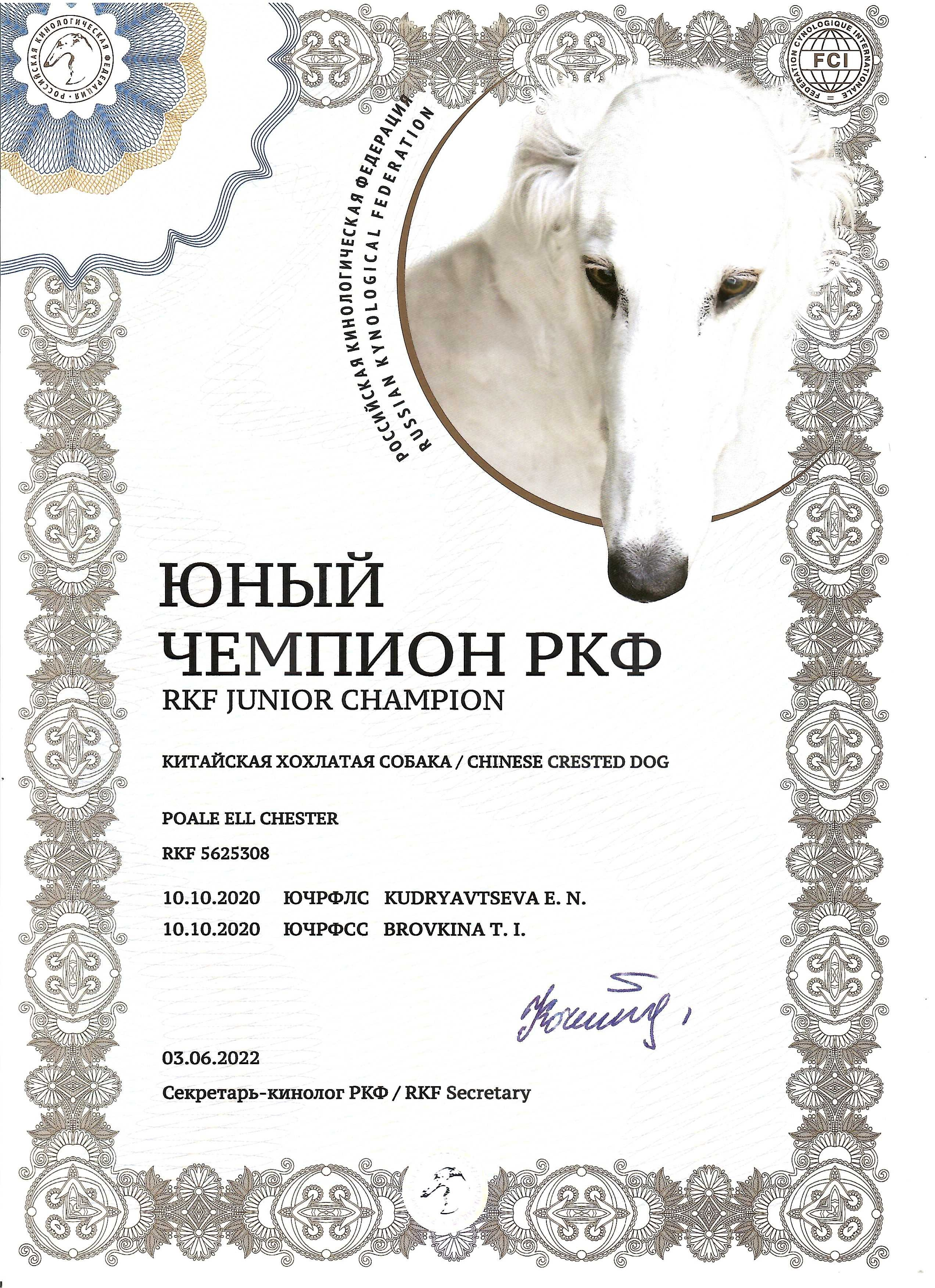 Poale Ell Chester. Питомник китайских хохлатых собак Poale Ell: купить щенка