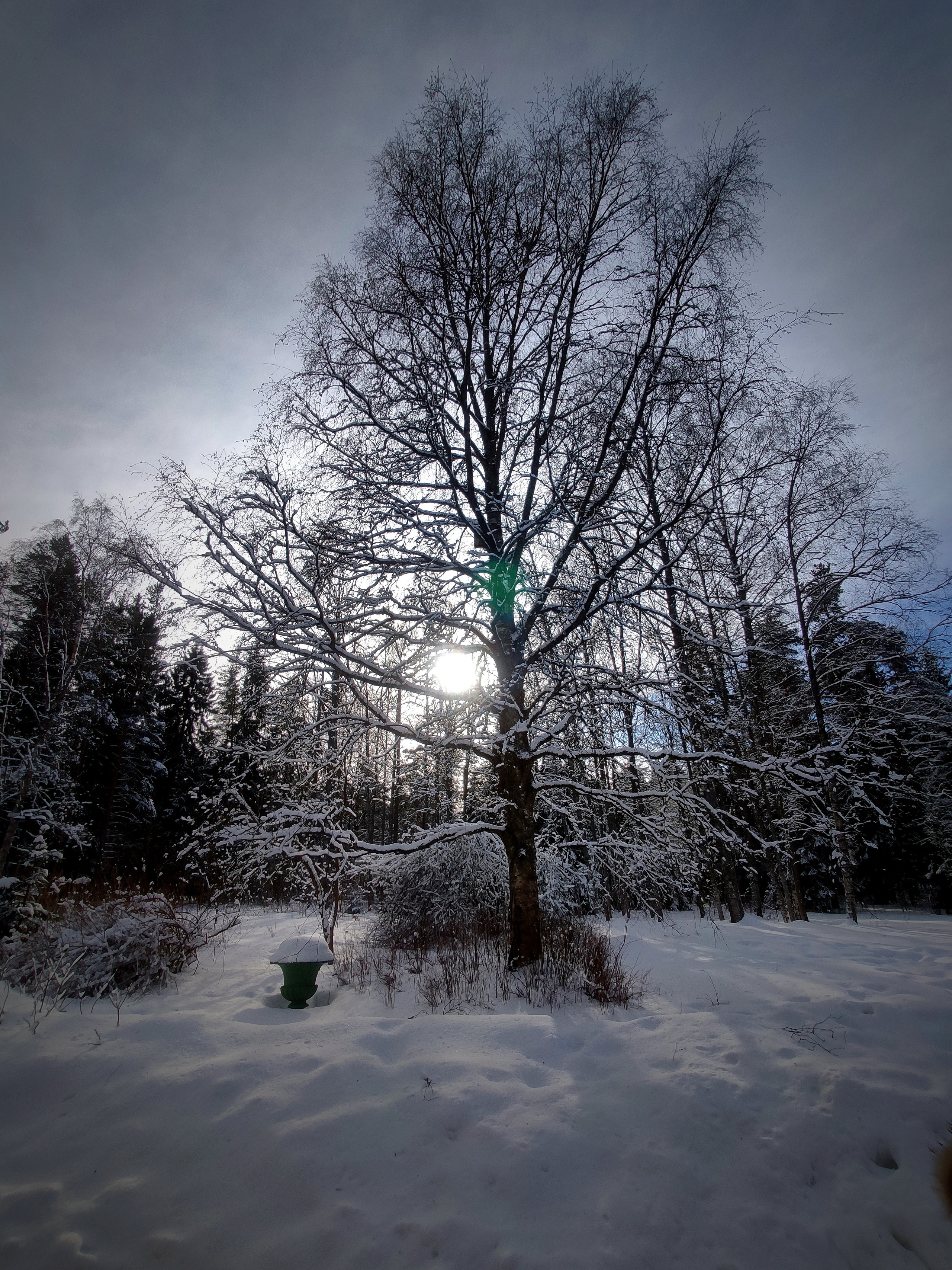 Проглянуло северное солнышко