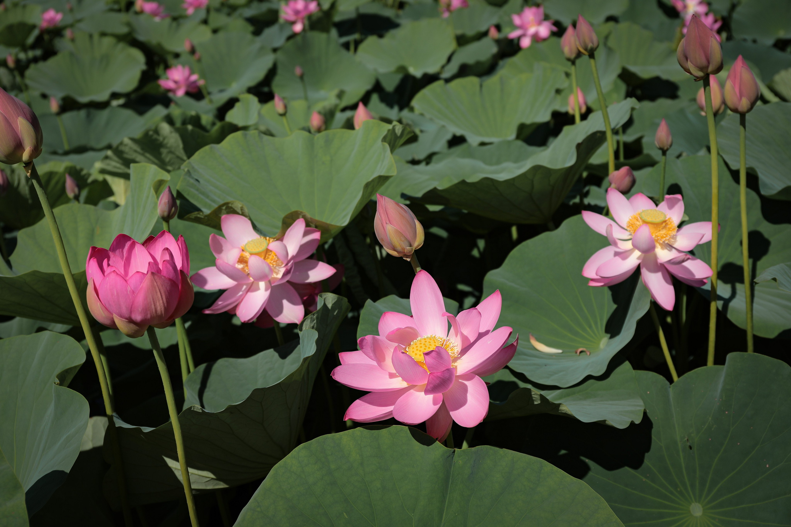 Фотосессия «В ЛОТОСАХ». Фотограф г. Хабаровск. Семейные и индивидуальные съёмки
