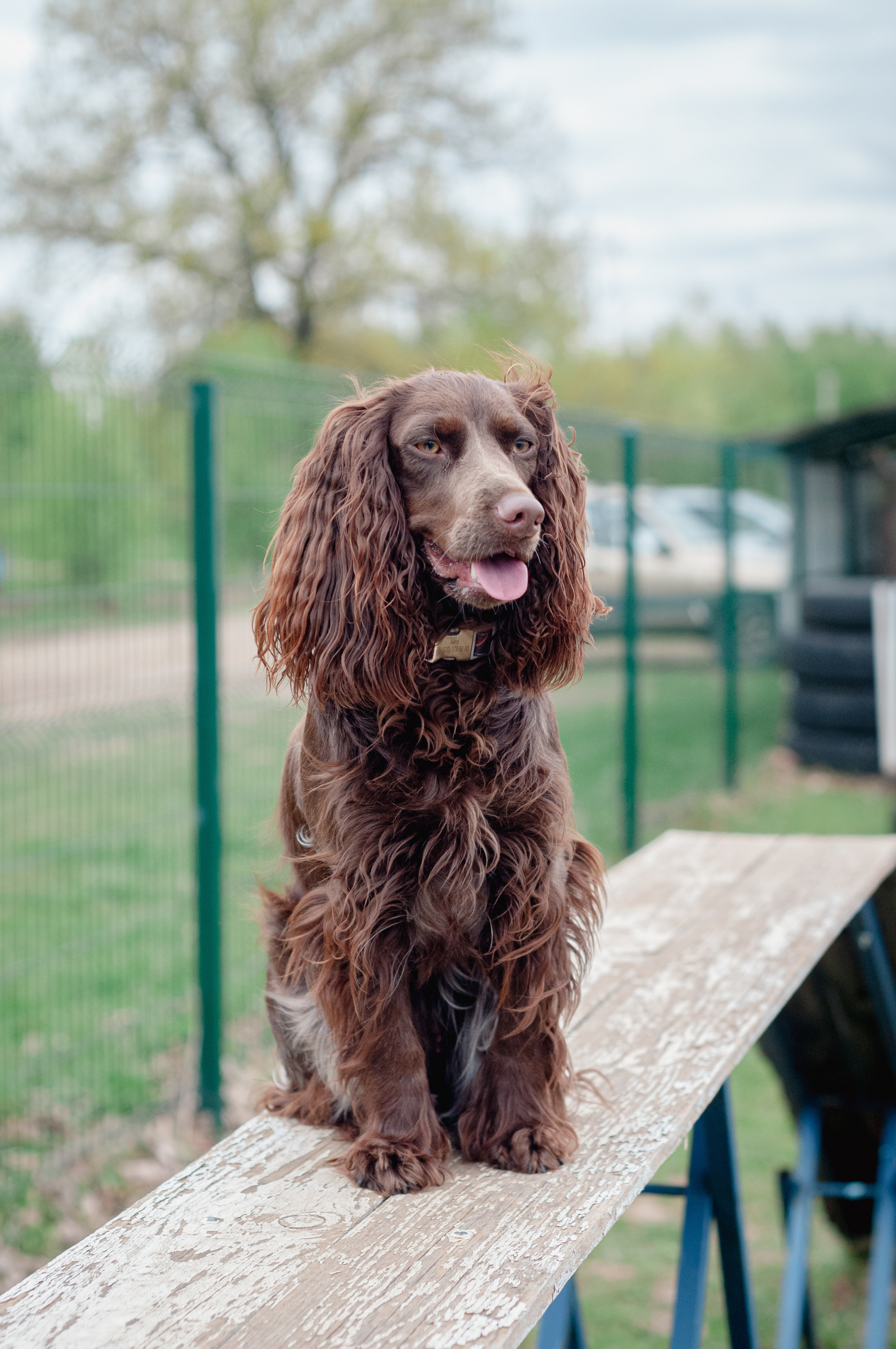 Встреча спаниелей. Мотофотограф в Нижнем Новгороде Динара Зуйкова