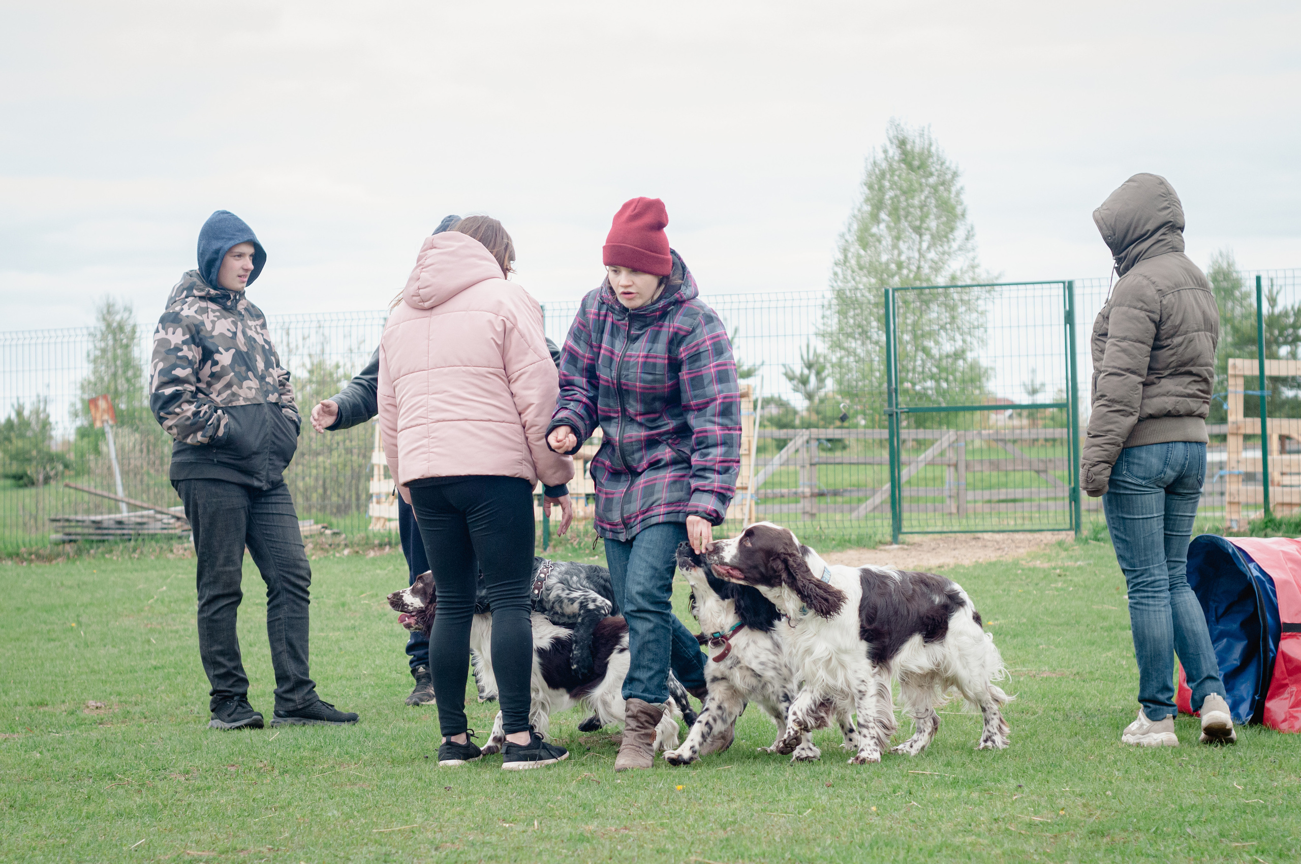 Встреча спаниелей. Мотофотограф в Нижнем Новгороде Динара Зуйкова
