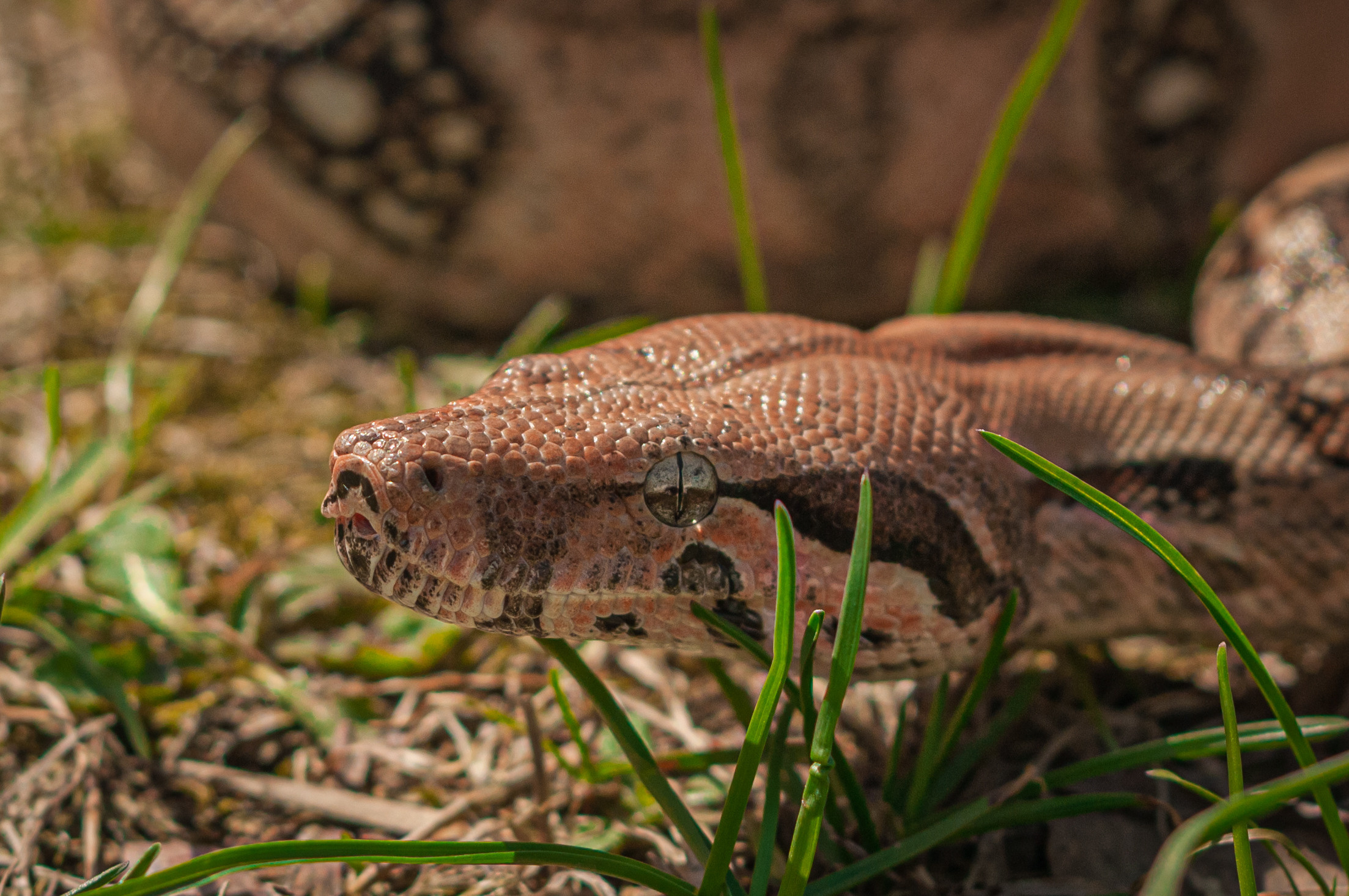 Императорский удав. Мотофотограф в Нижнем Новгороде Динара Зуйкова