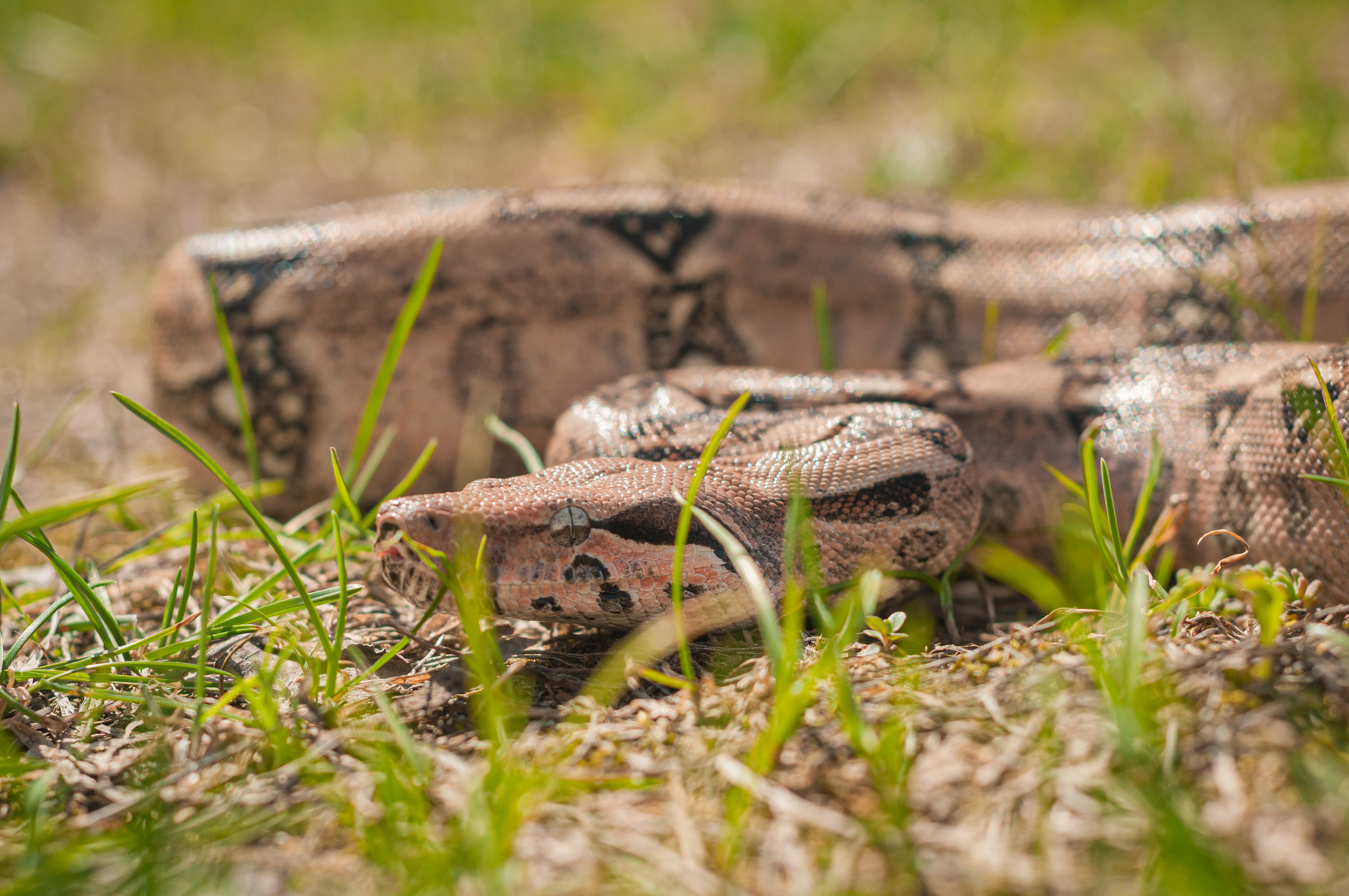Императорский удав. Мотофотограф в Нижнем Новгороде Динара Зуйкова