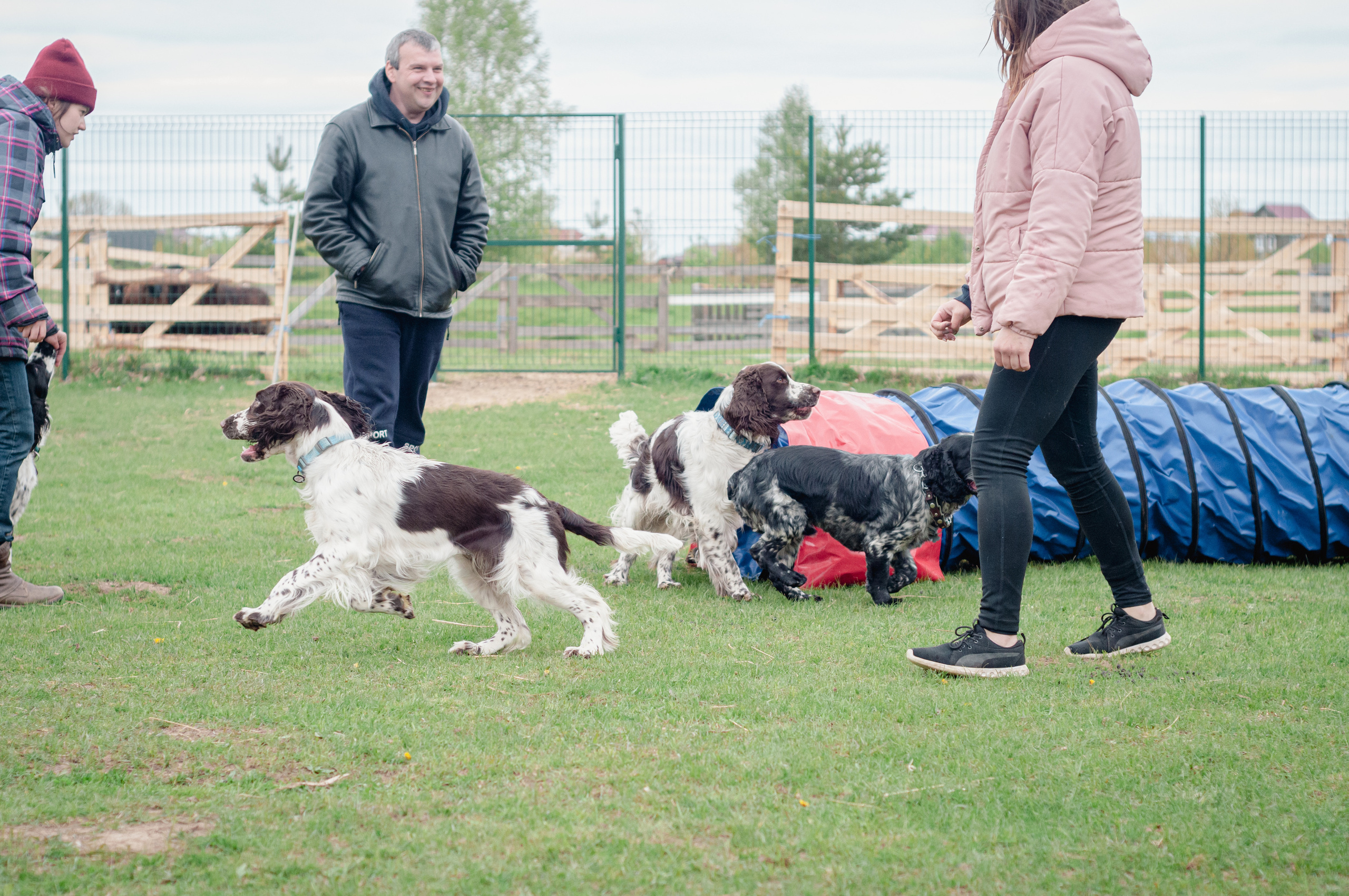 Встреча спаниелей. Мотофотограф в Нижнем Новгороде Динара Зуйкова