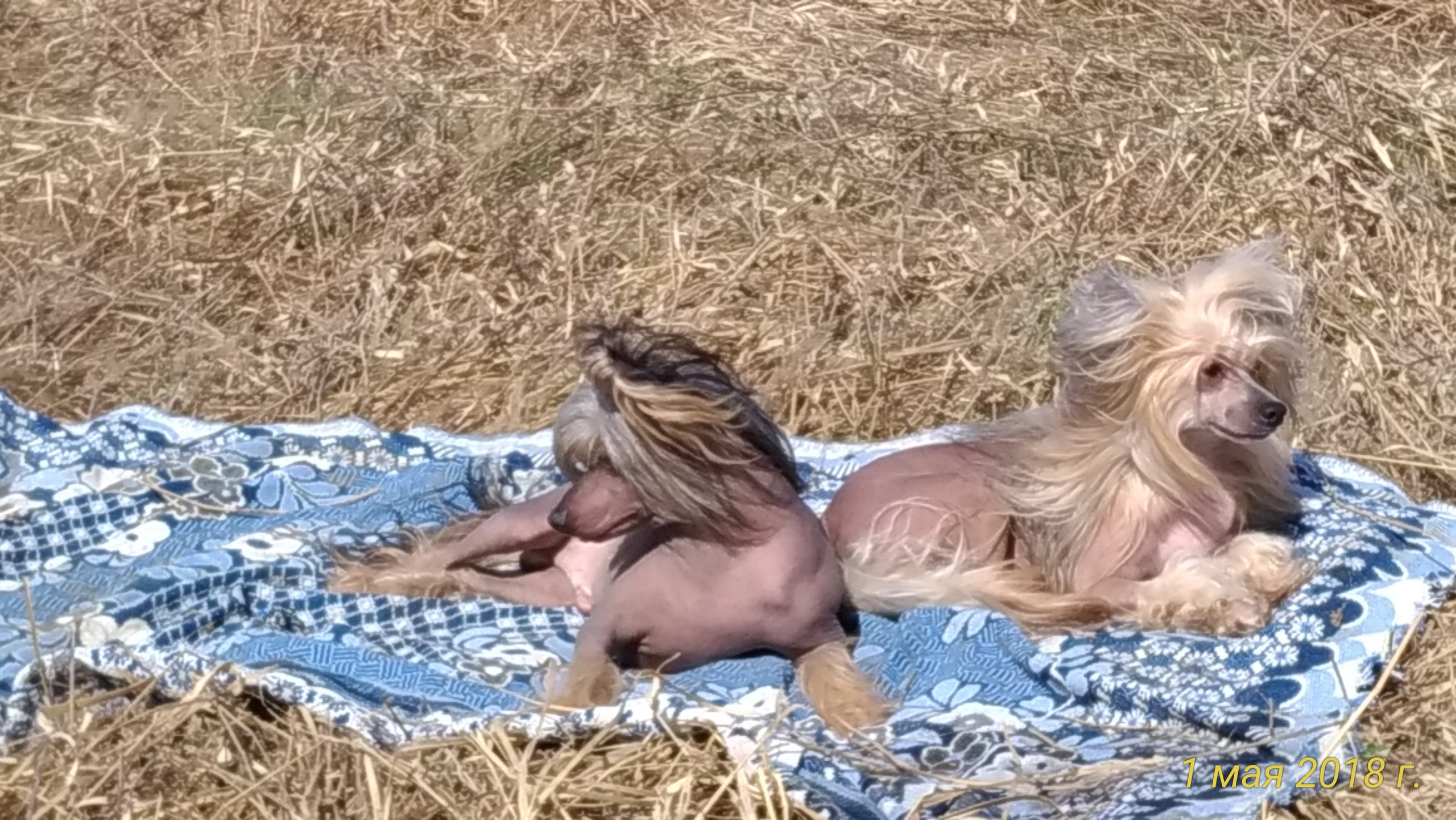 Adventure May 1, 2018 or a nursery on a walk. Chinese Crested Dog Kennel Poale Ell