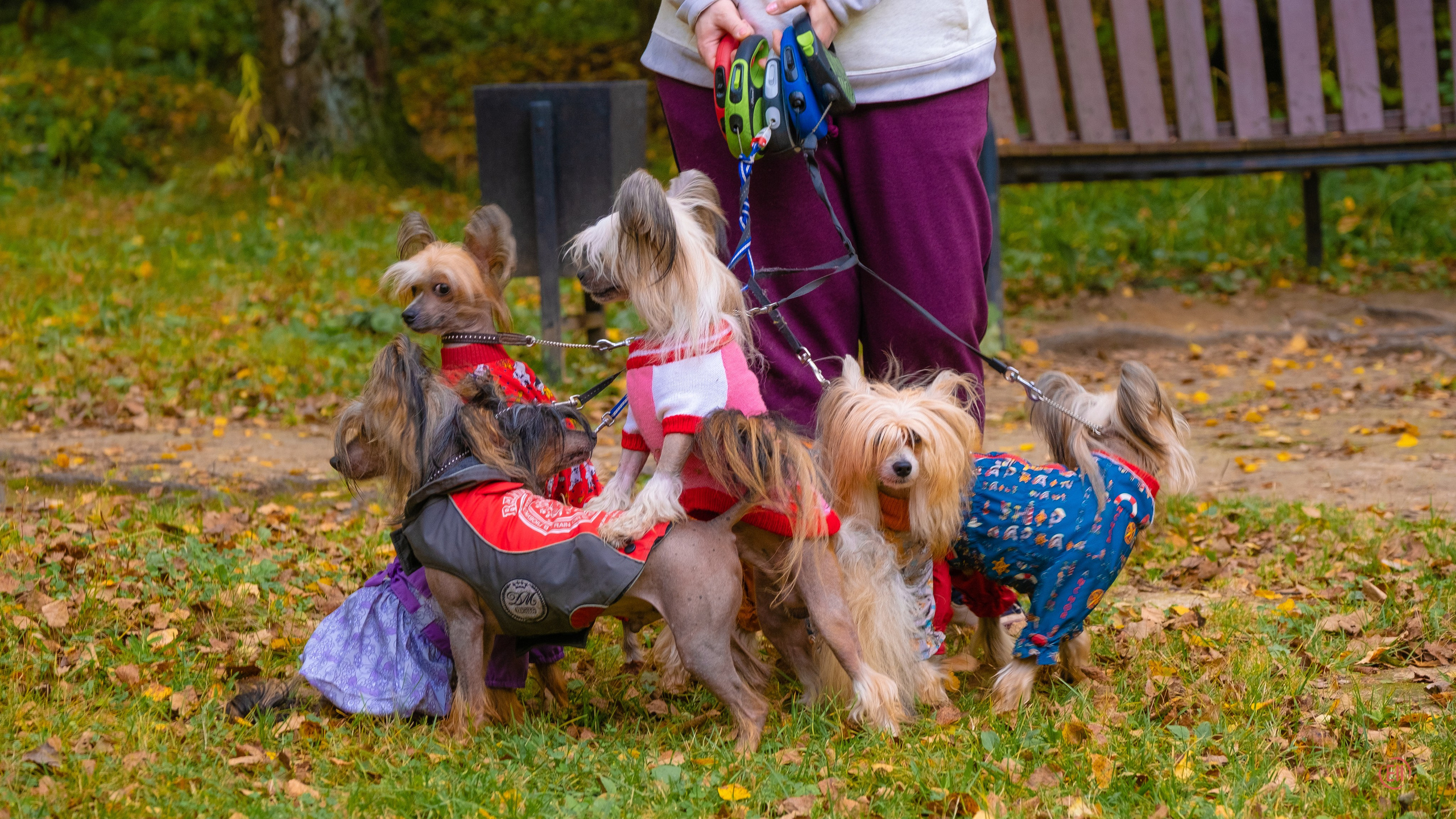 Morning walk in the park. Chinese Crested Dog Kennel Poale Ell