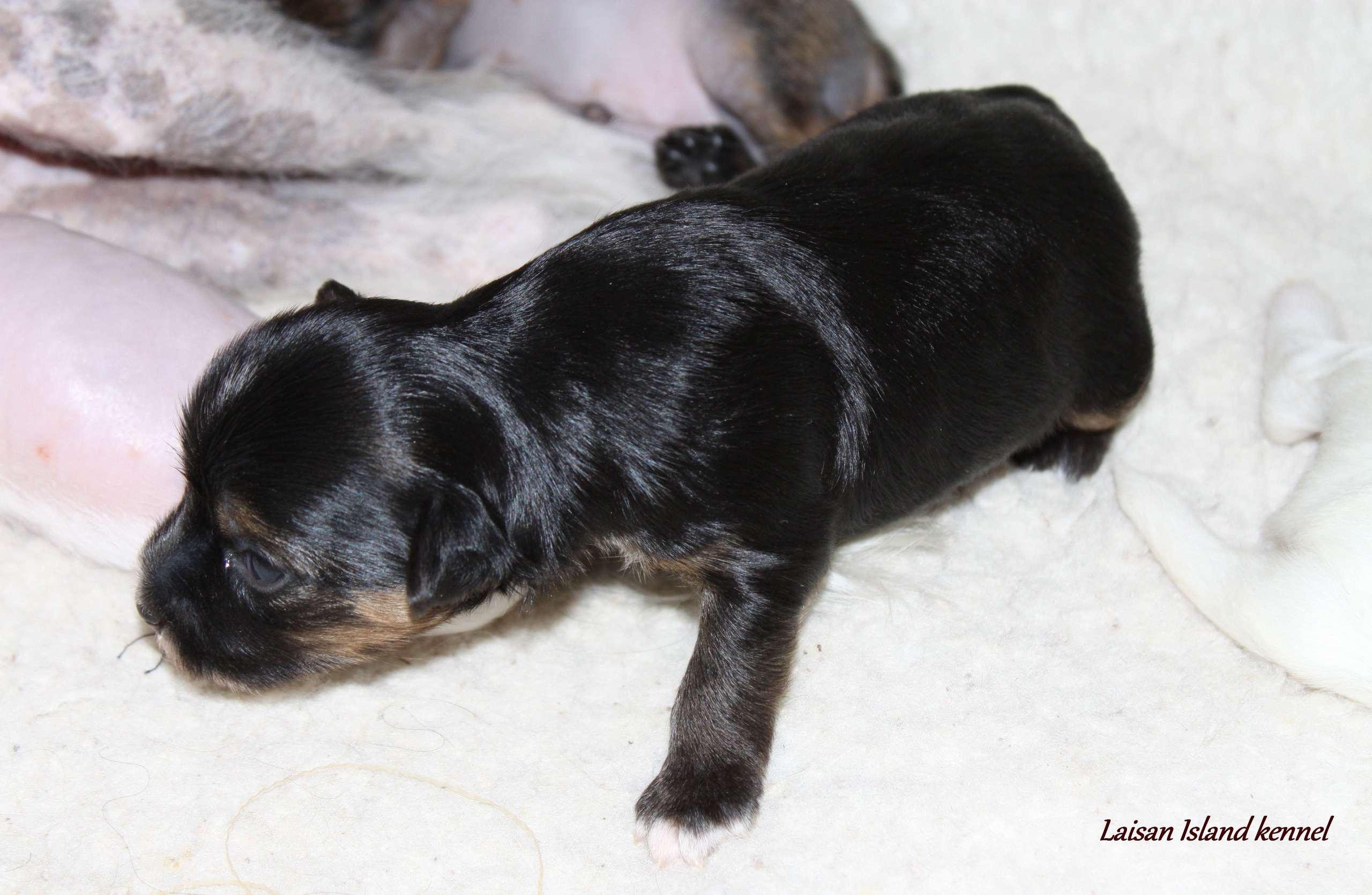 The puppies are 2 weeks old.