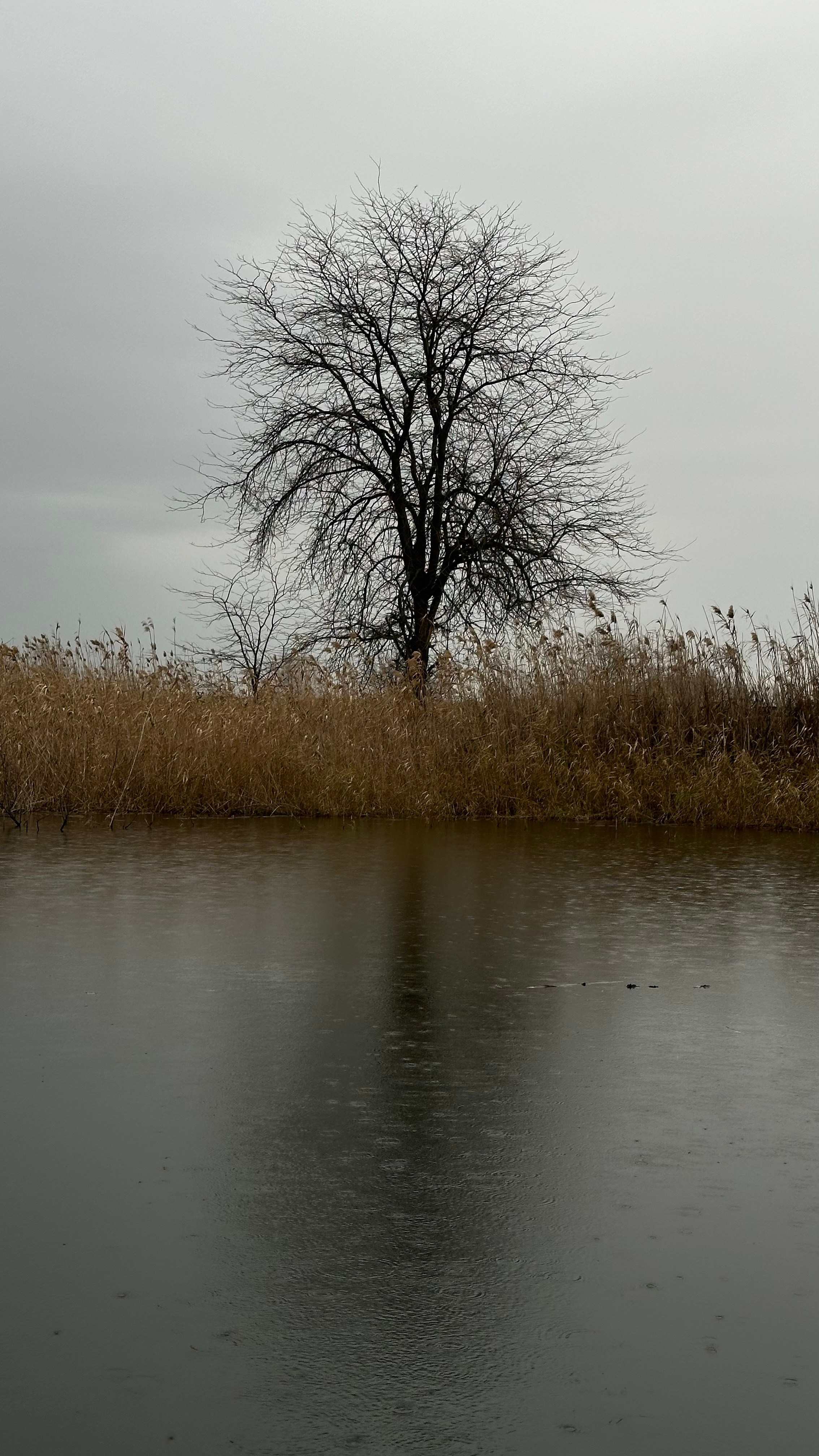 одинокое дерево дерево в дождь