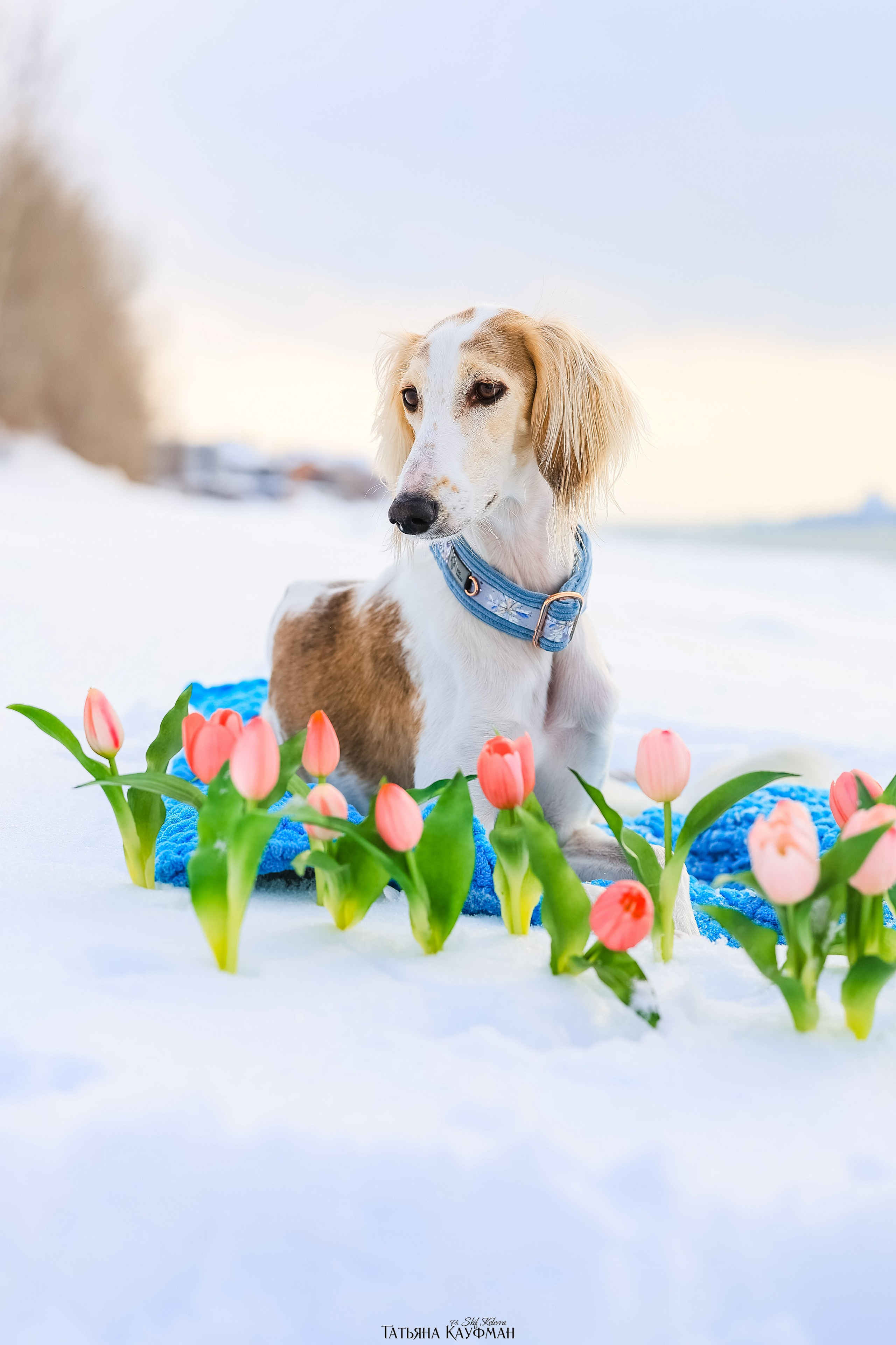 Салюки Флай и Лира. Фотограф Анималист из Новосибирска Татьяна Кауфман