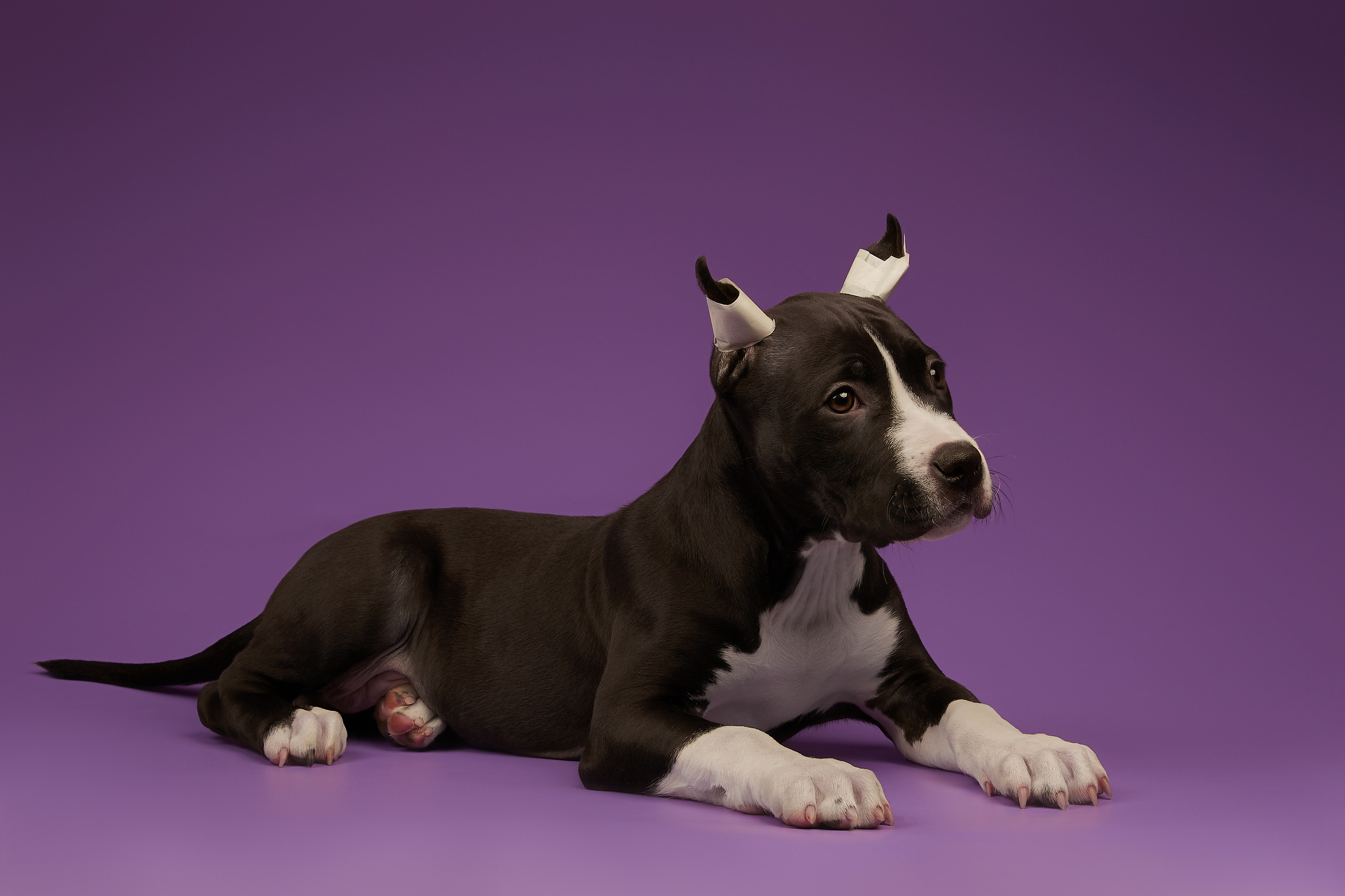 Прайтер, фотосъемка щенков