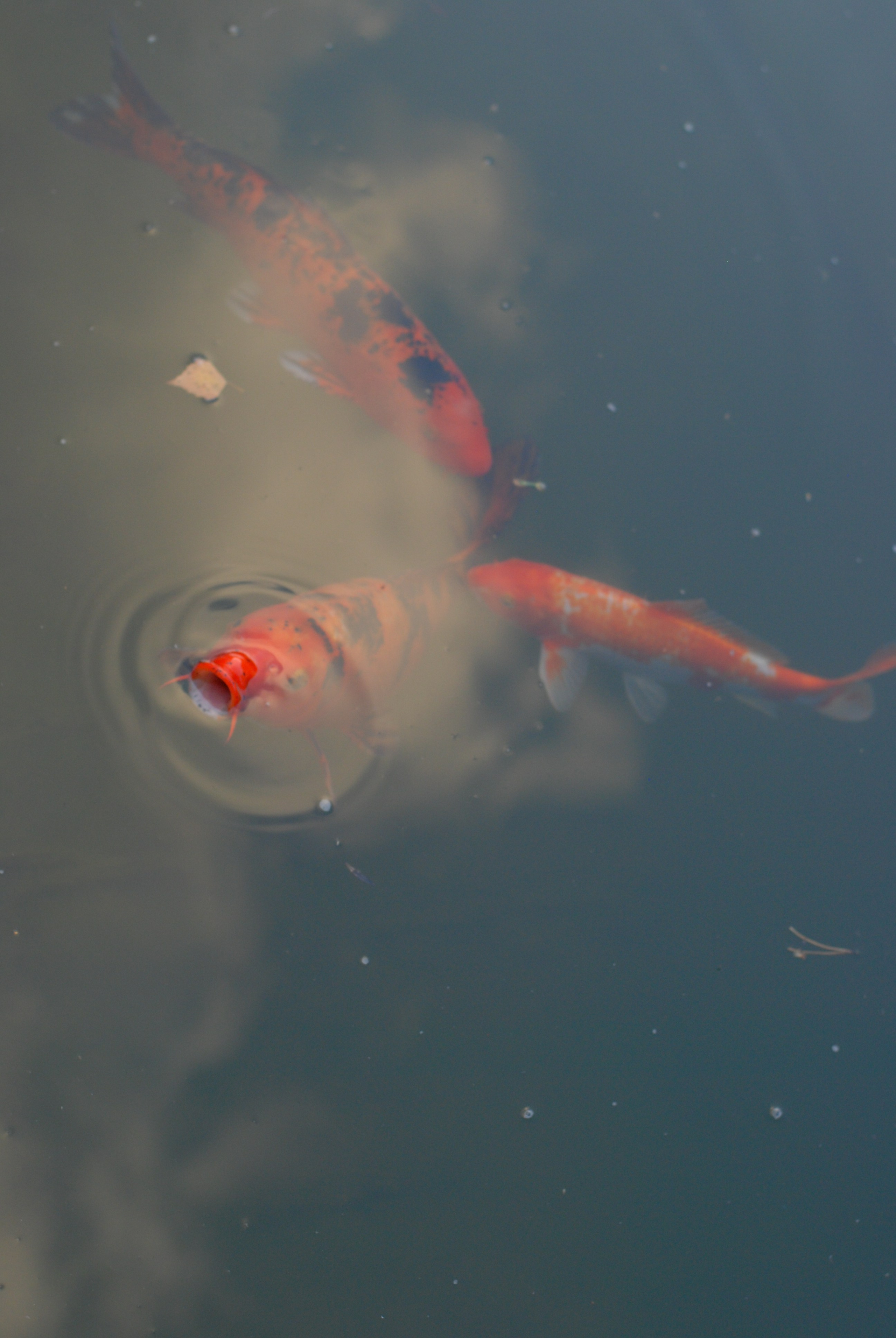 Стрит и пейзаж. Фотокрыжовник. Снимаем, дружим, путешествуем