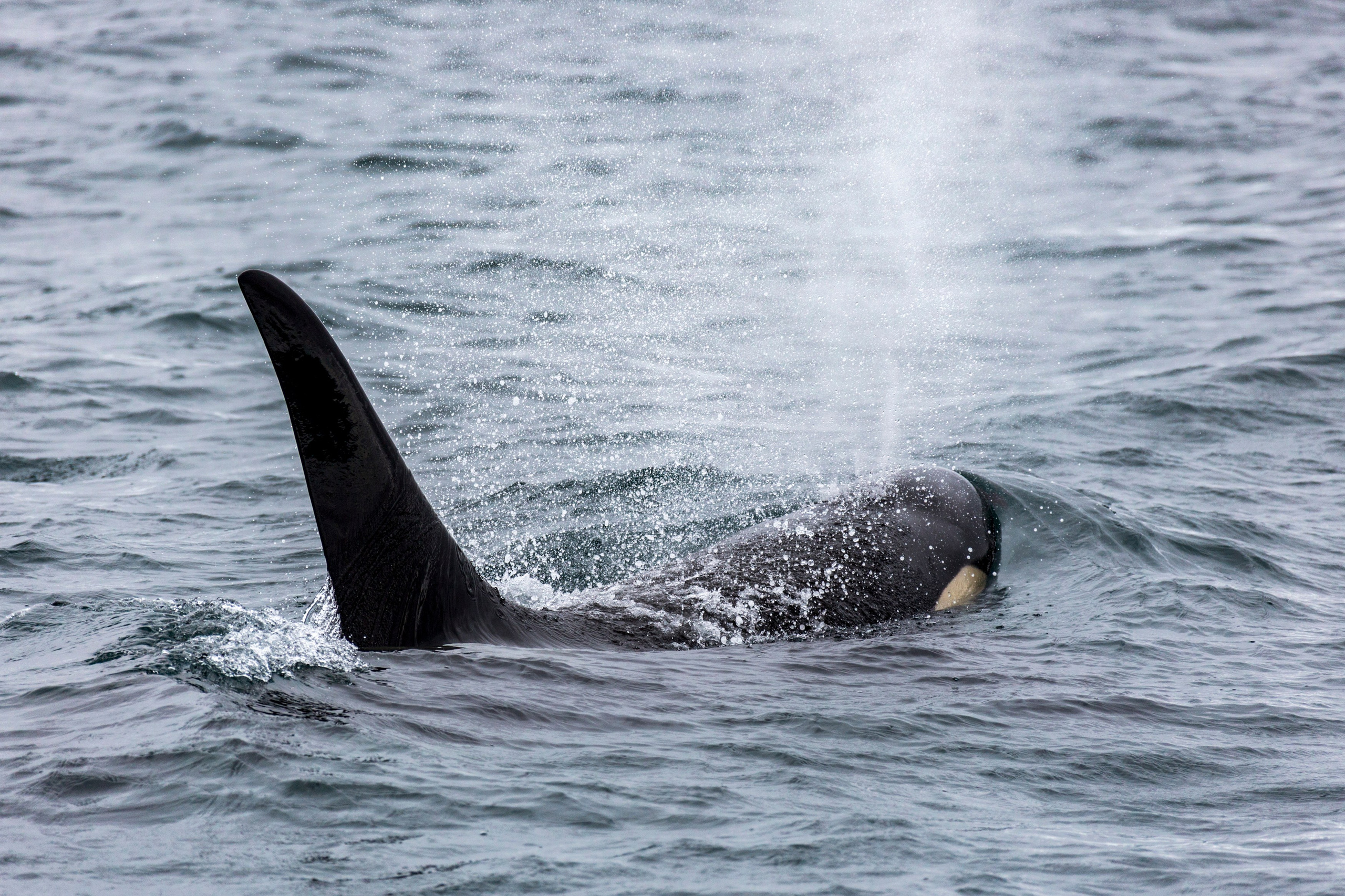 Русская бухта — дикая природа и морские маршруты Камчатки. Время Камчатки: чтобы найти свой путь, нужно скорость умножить на время