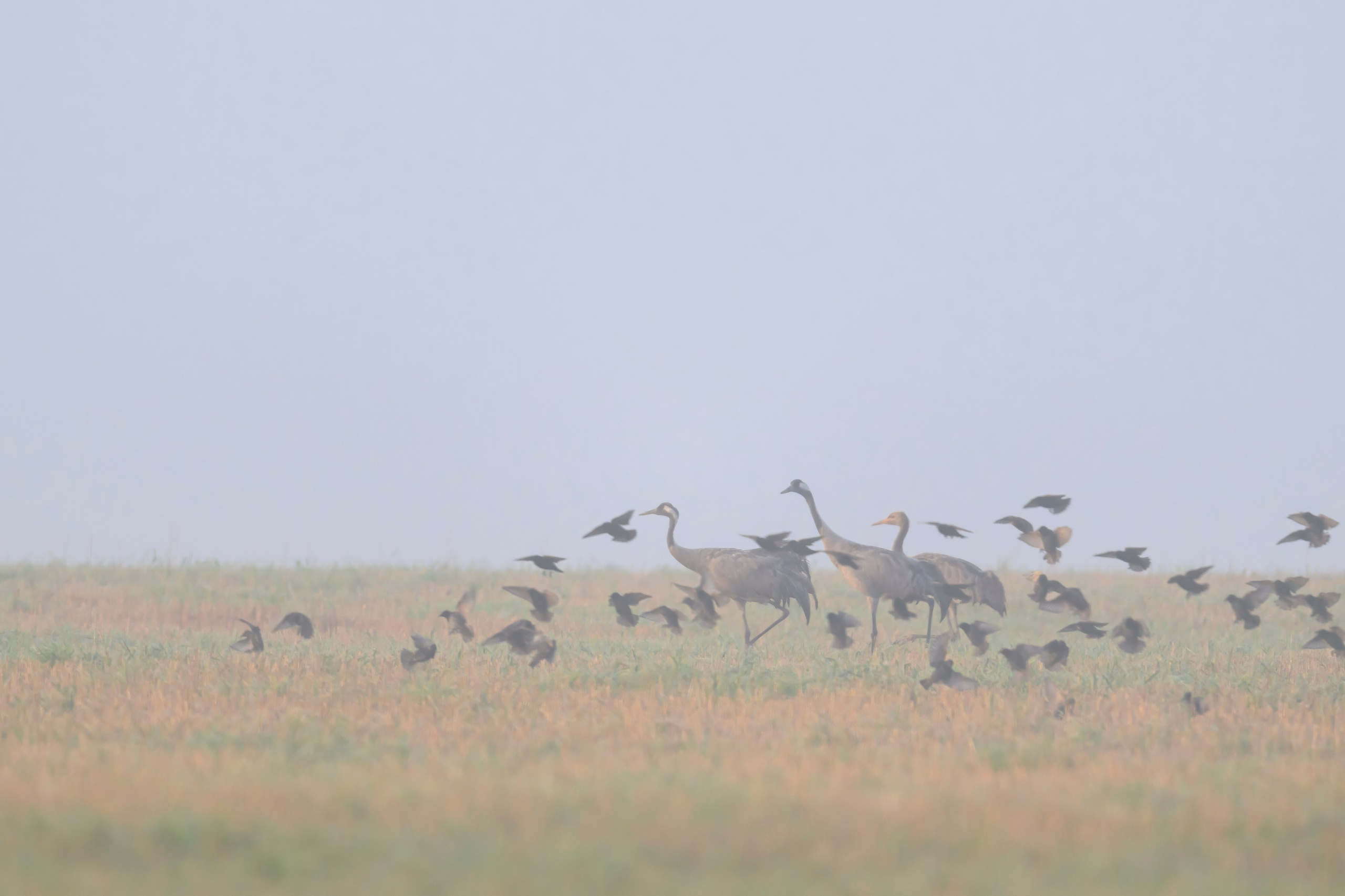 Журавли II. Cranes II. Wildlife photography by Sergey Puponin