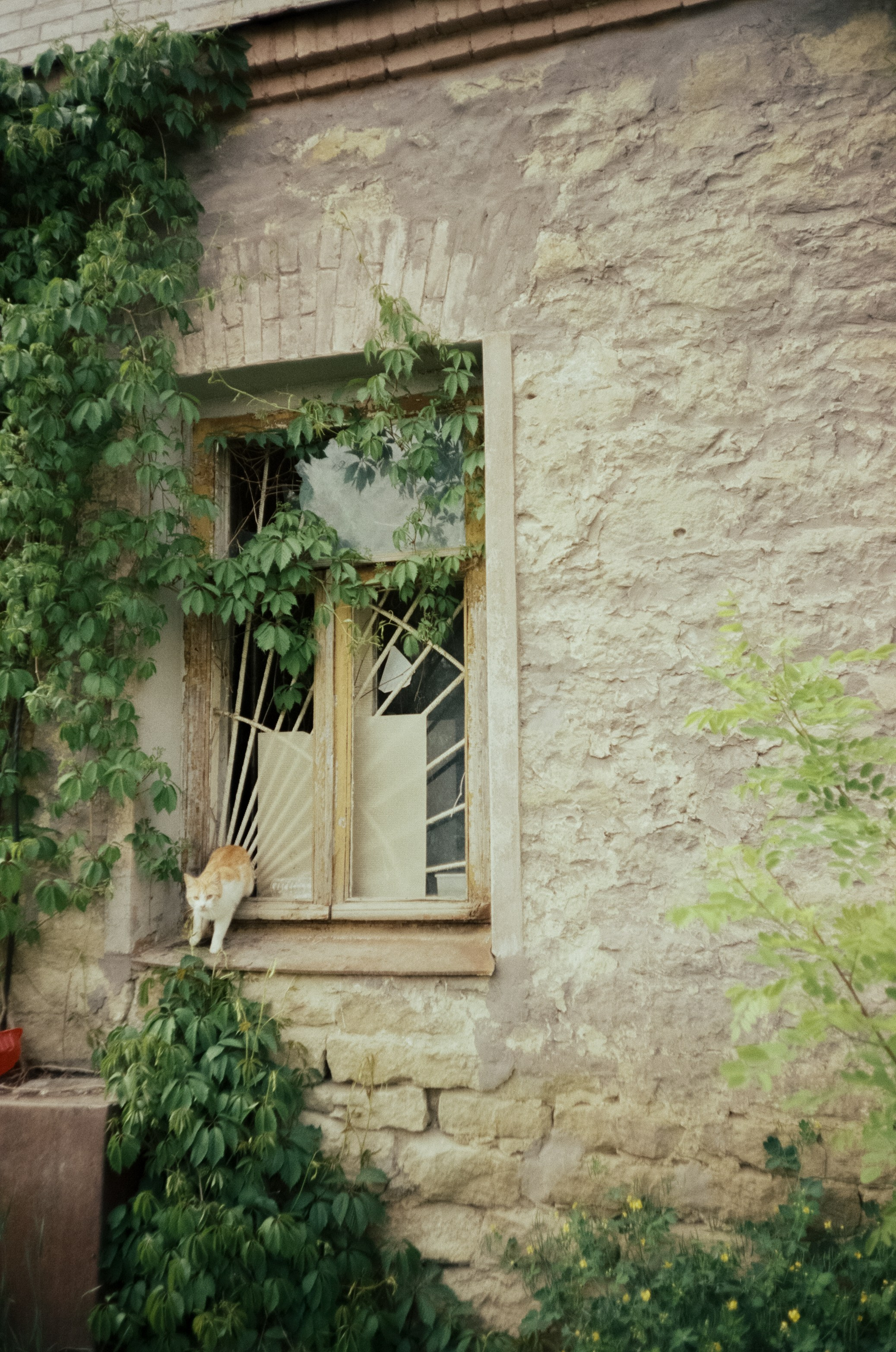 Стрит в Ессентуках. Дворики, дома и кот в окне. Фотограф-документалист Мария Осокина