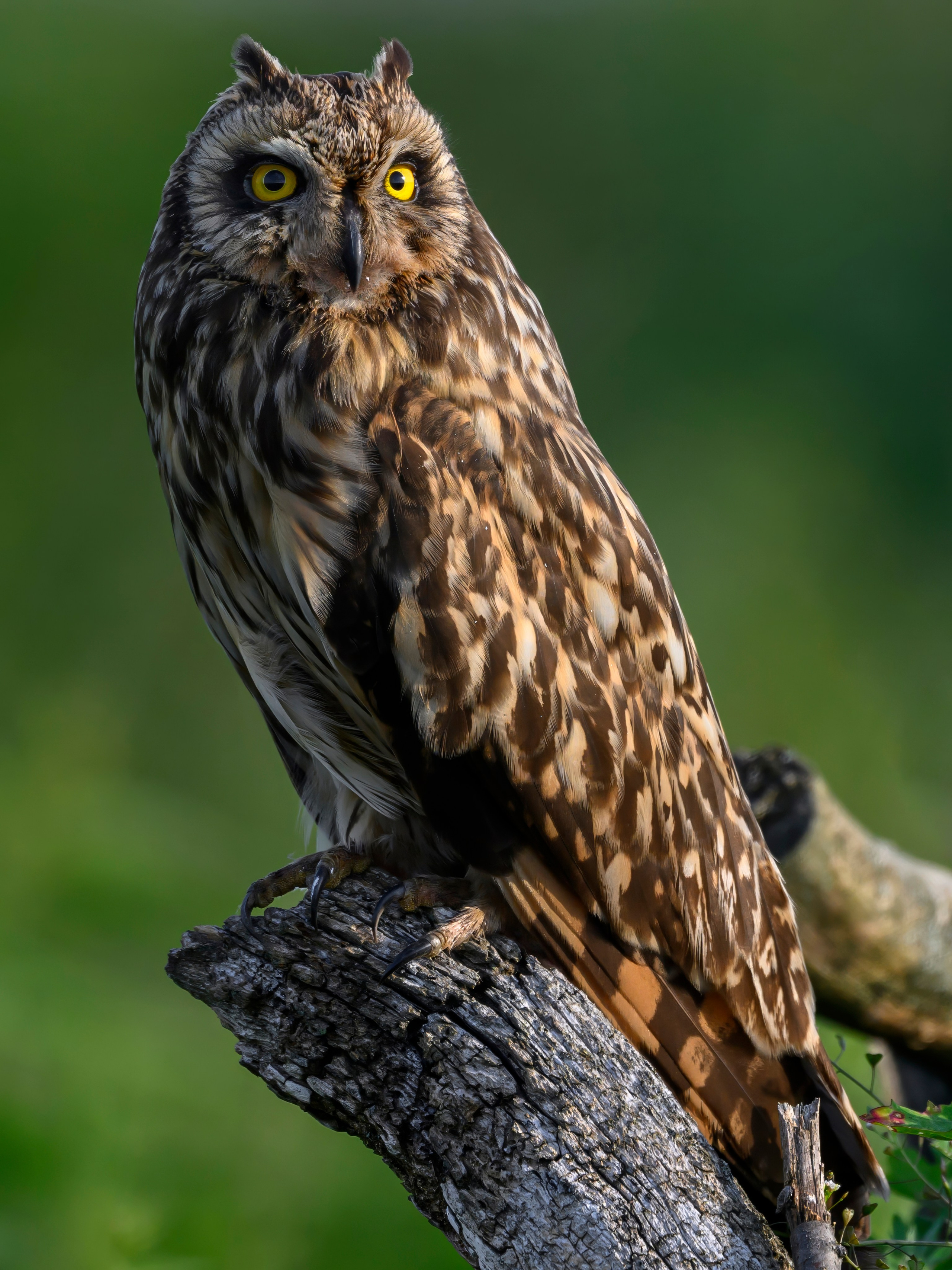 Слеток болотной совы. Wildlife photography by Sergey Puponin