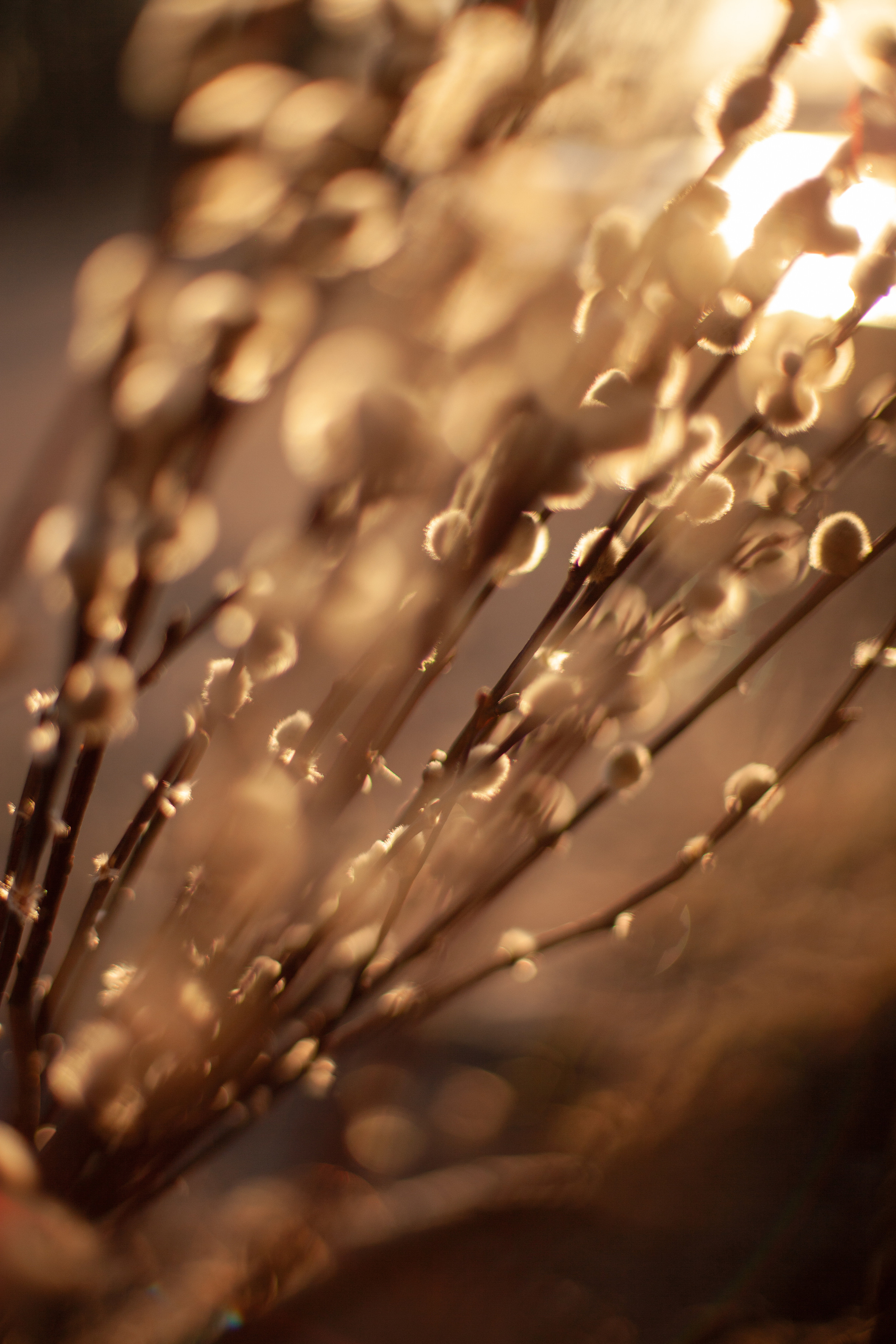 Семейная съёмка в ЦПКИО. Ранняя весна. Фотограф Наталья Яковлева, Санкт-Петербург. Семьи, ньюборн, крещения