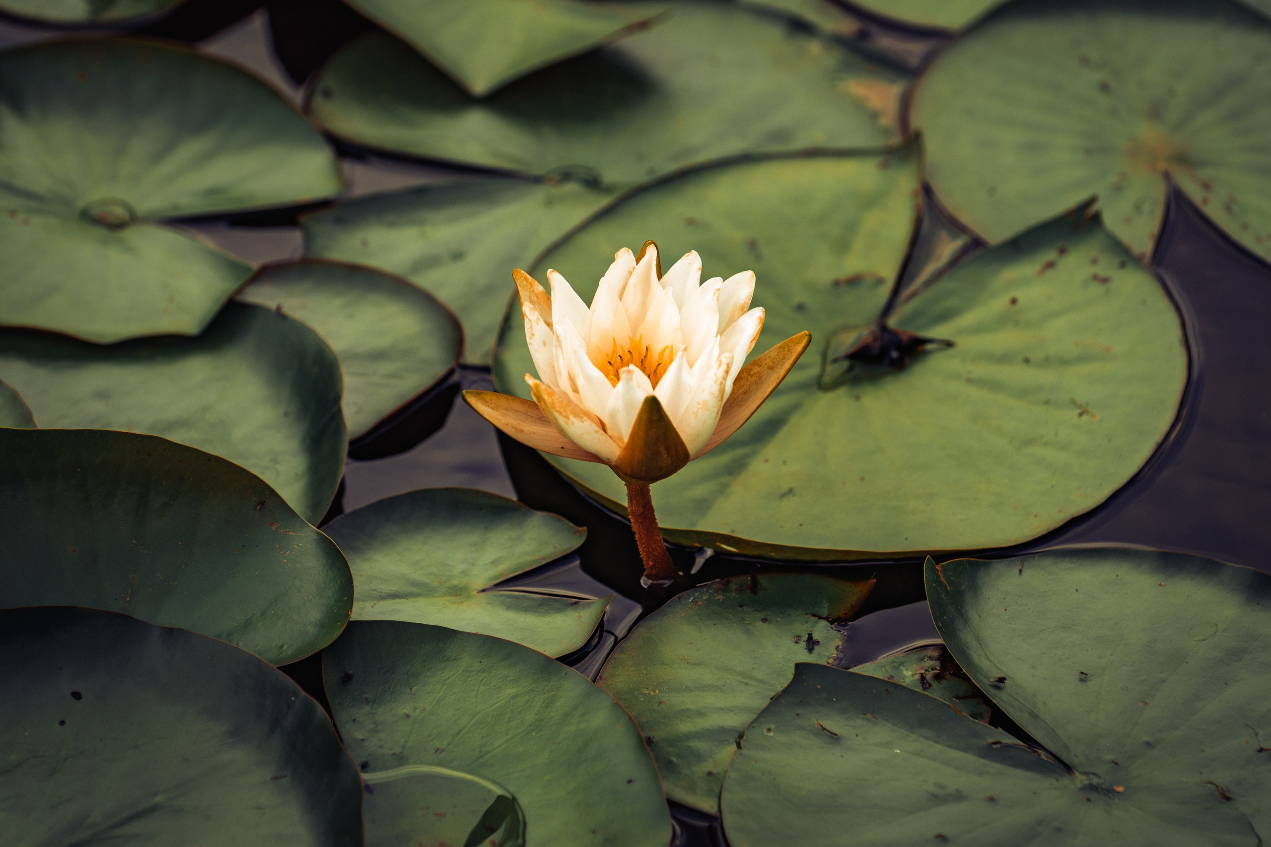 Пруд «Семейный» | с. Петровка. Иван Зайцев (IZIART) — создание культурного кода через фото и видео