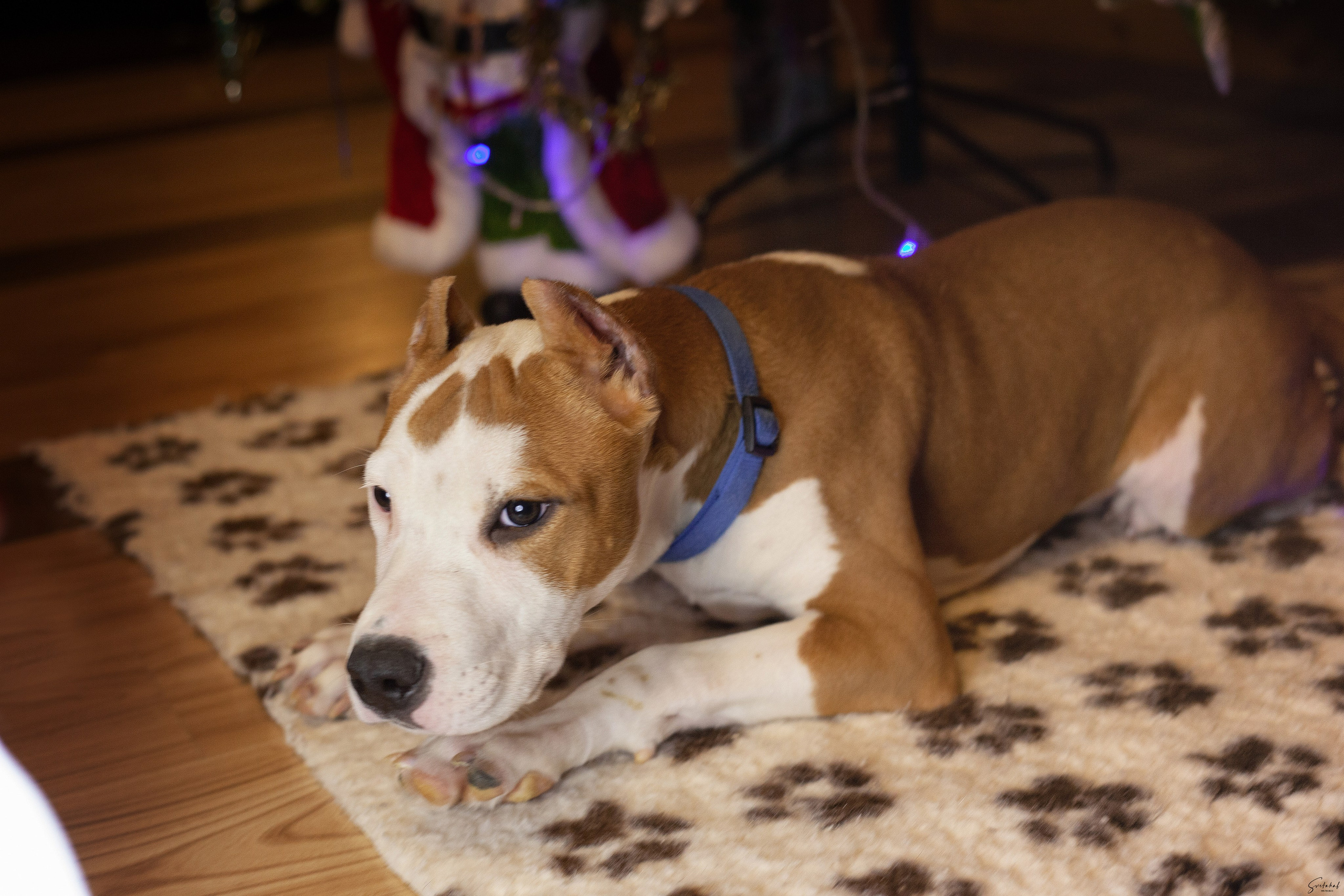 Щенки. Slavilada-Лапки. Свет. Любовь… Профессиональная фотосессия питомцев Для памяти, пристройства и продажи. Хабаровск