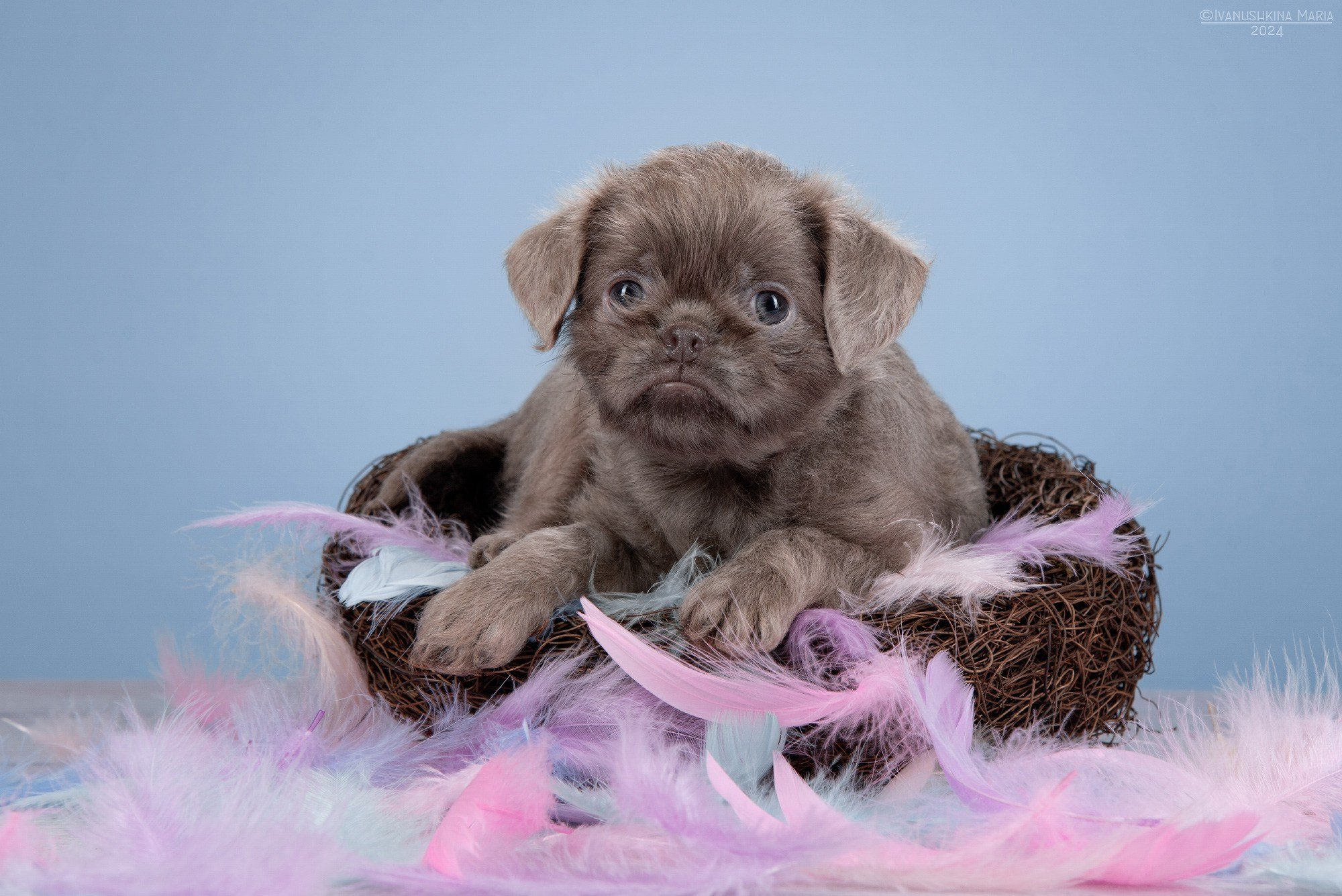 щенок брабансона голубого окраса