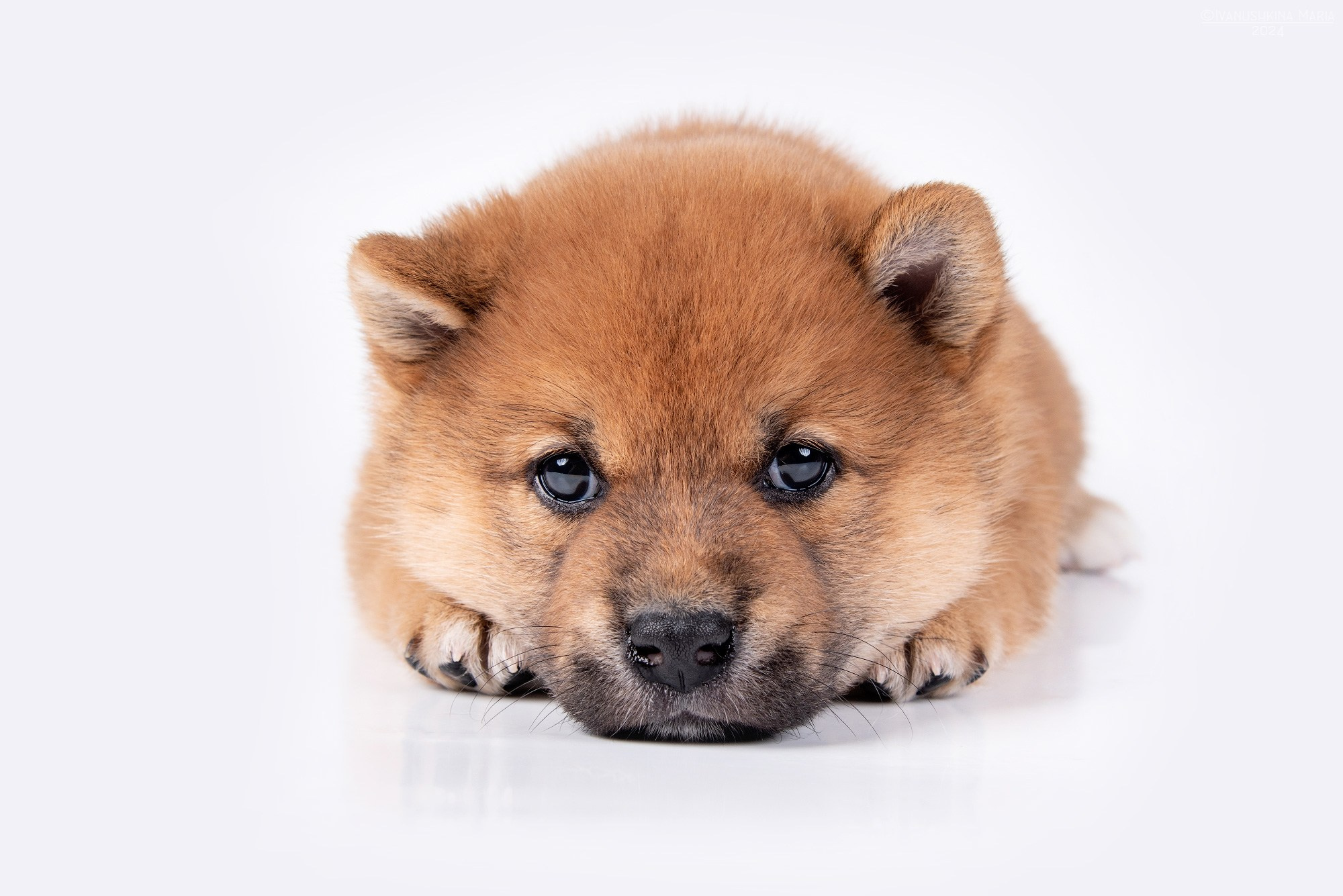 щенок сиба ину