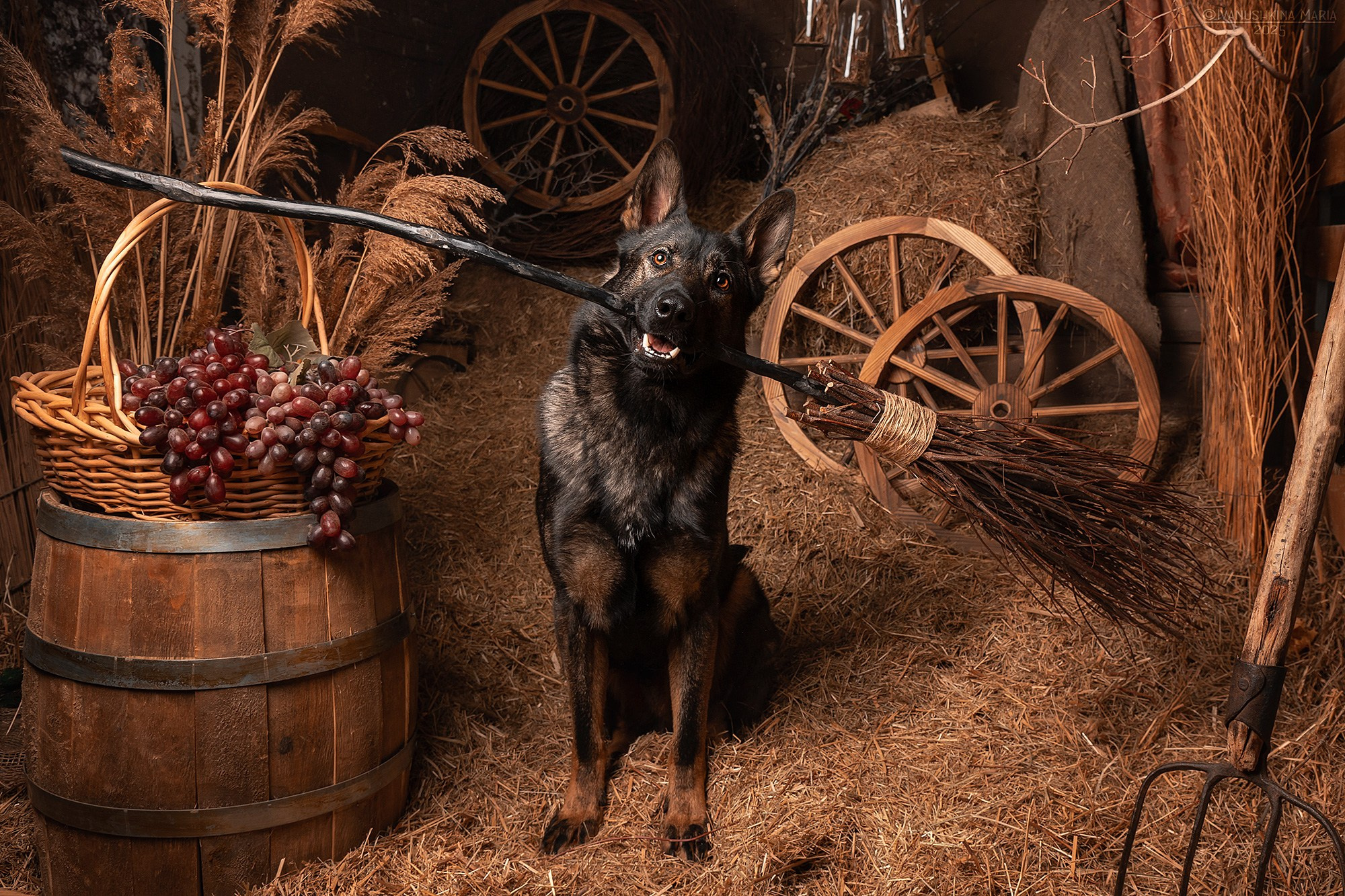 Съемки в интерьерных студиях. Фотограф собак в Москве и Московской области Иванушкина Мария