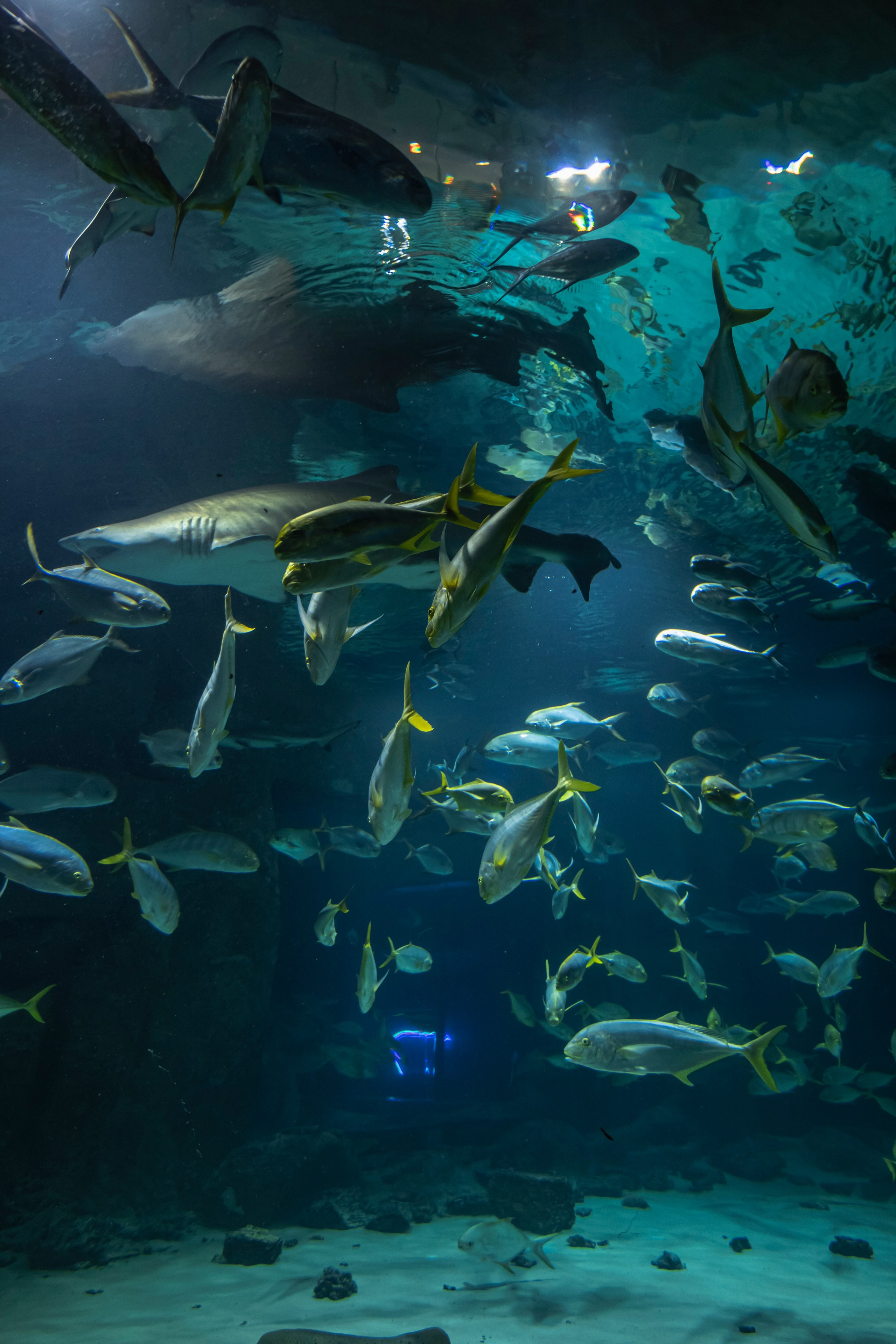 Москвариум. Фотограф Роман Адлер