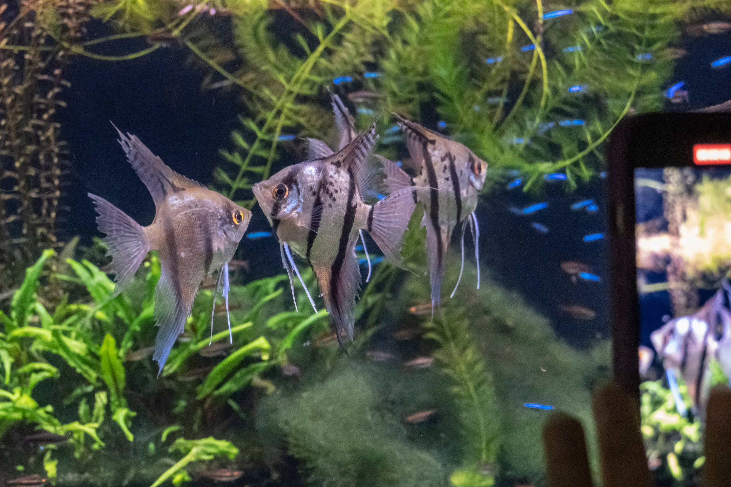 Москвариум. Фотограф Роман Адлер