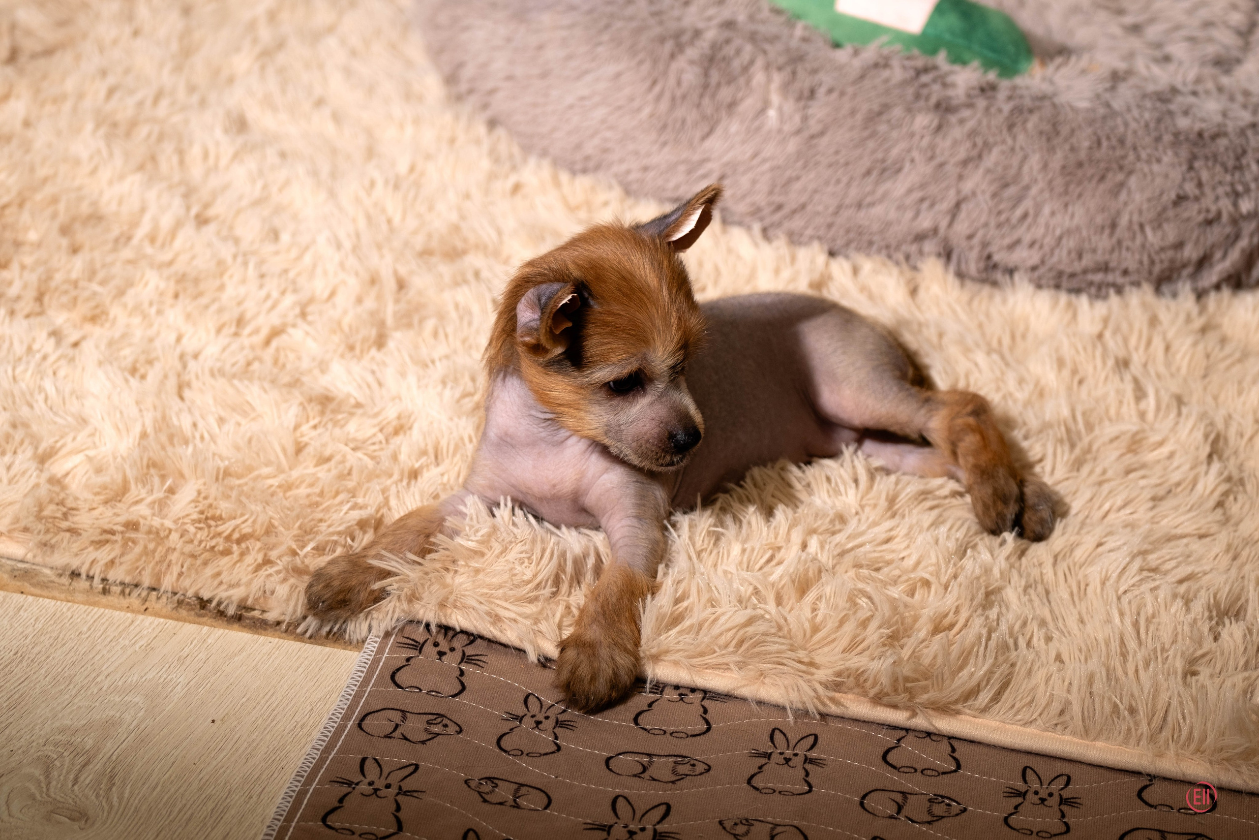 Poale Ell Gloria. Chinese Crested Dog Kennel Poale Ell