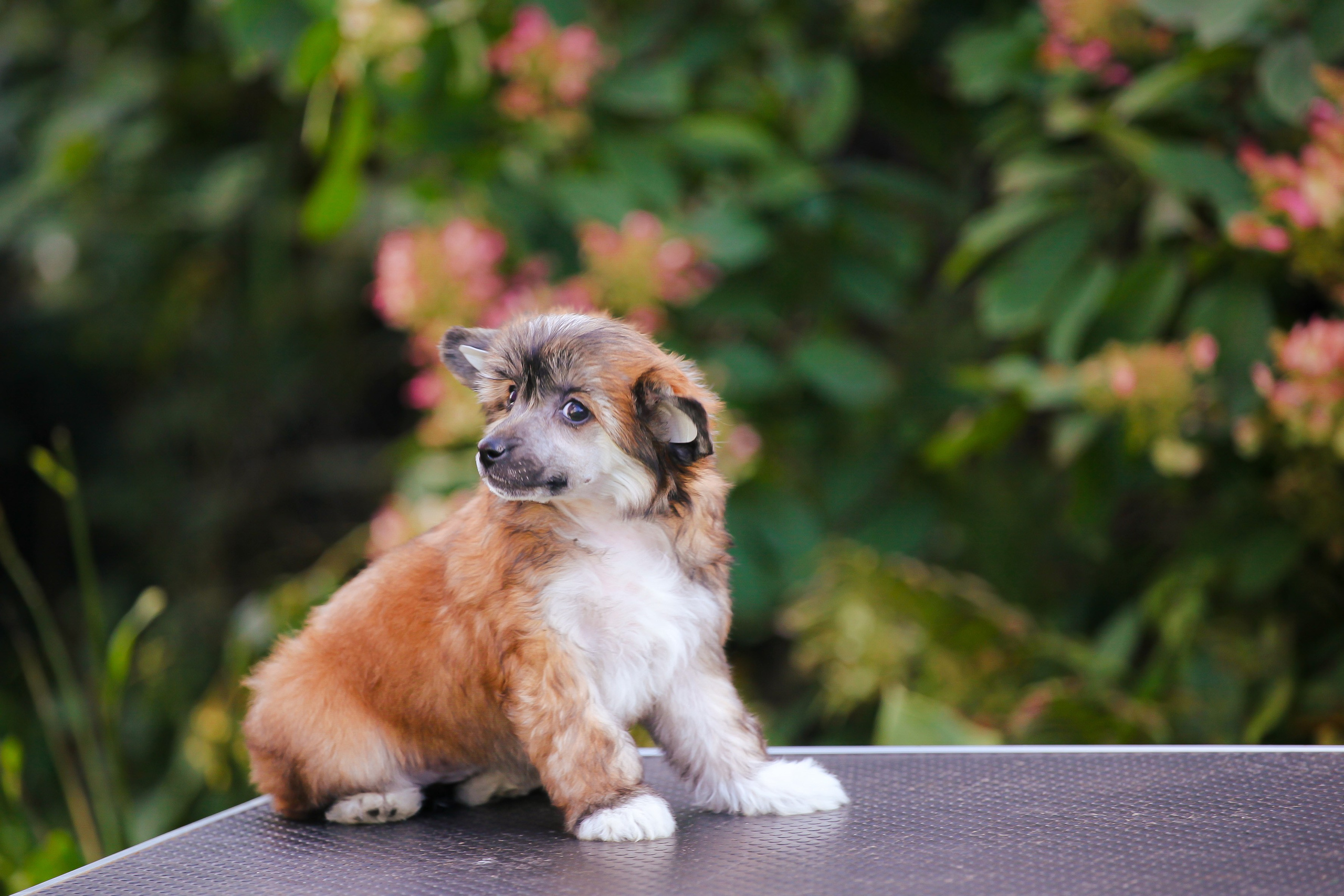 Poale Ell Chester Becomes a Dad for the First Time. Chinese Crested Dog Kennel Poale Ell