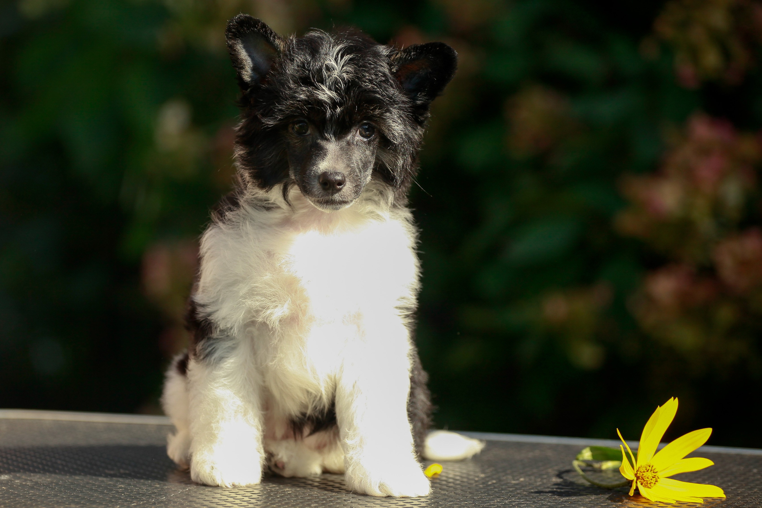 Poale Ell Chester Becomes a Dad for the First Time. Chinese Crested Dog Kennel Poale Ell