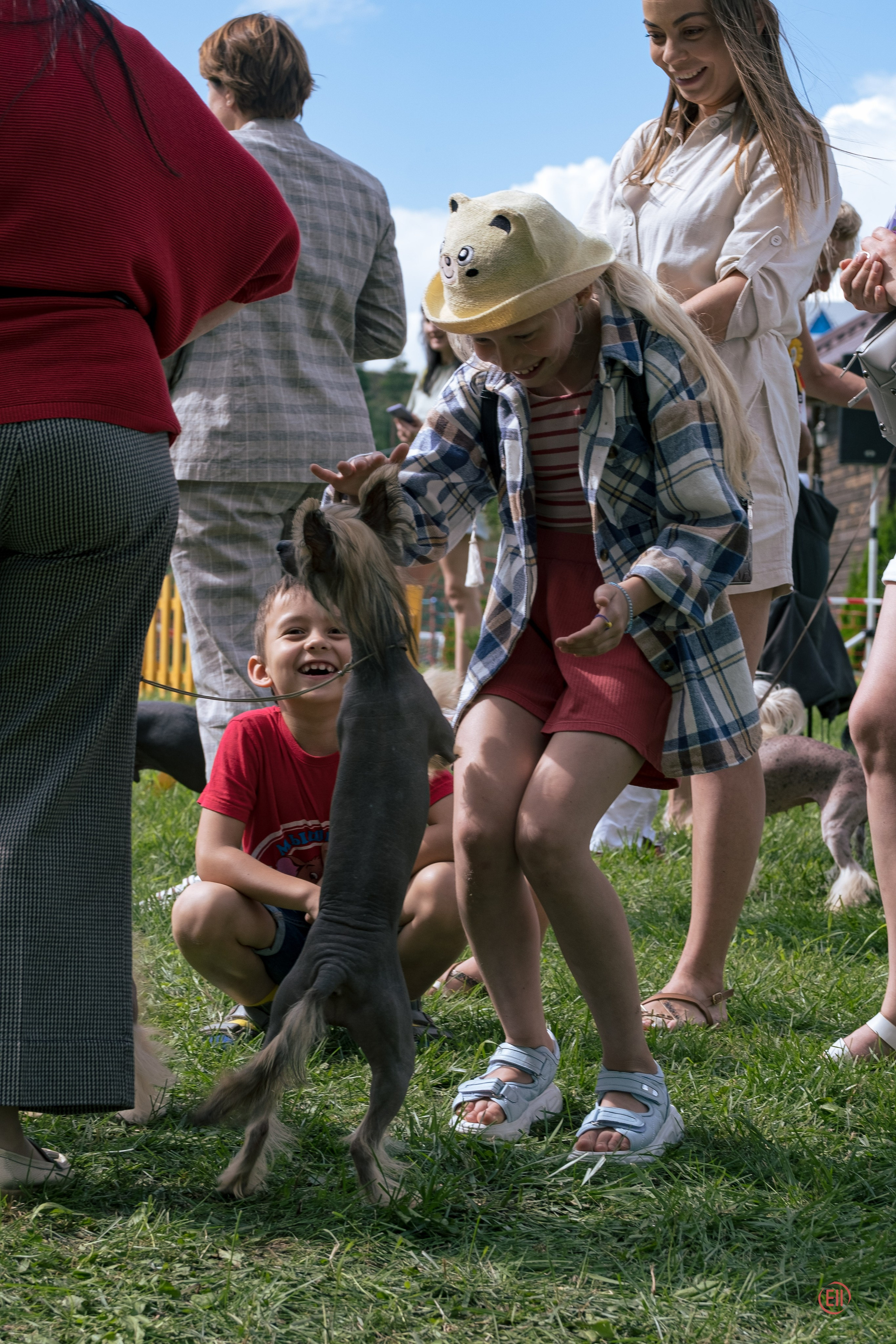 Липецк. Выставка собак. Питомник китайских хохлатых собак Poale Ell: купить щенка