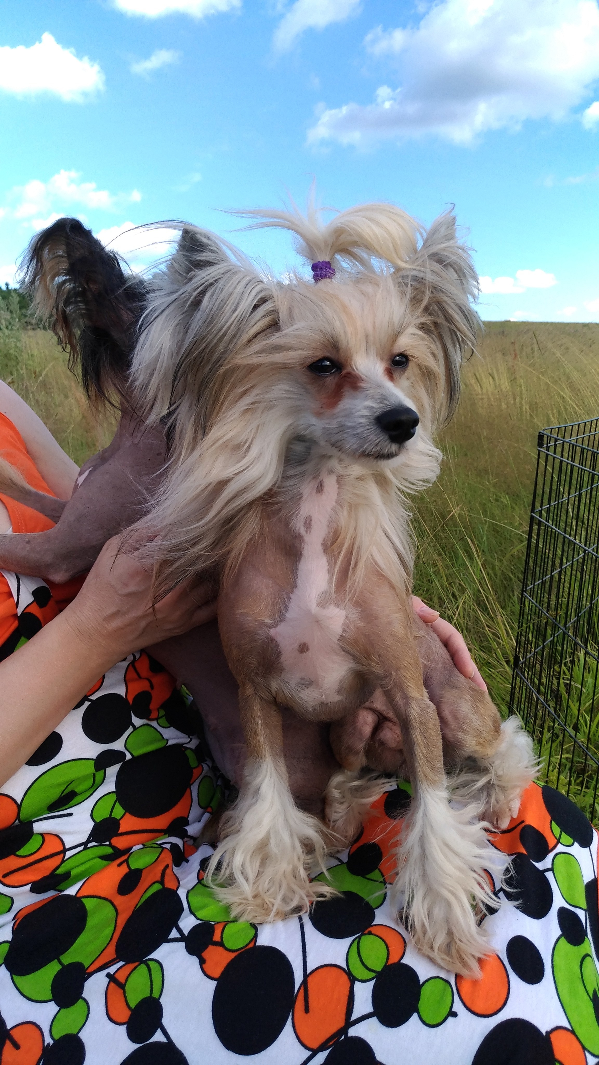 В поле под присмотром сокола. Питомник китайских хохлатых собак Poale Ell: купить щенка в питомнике