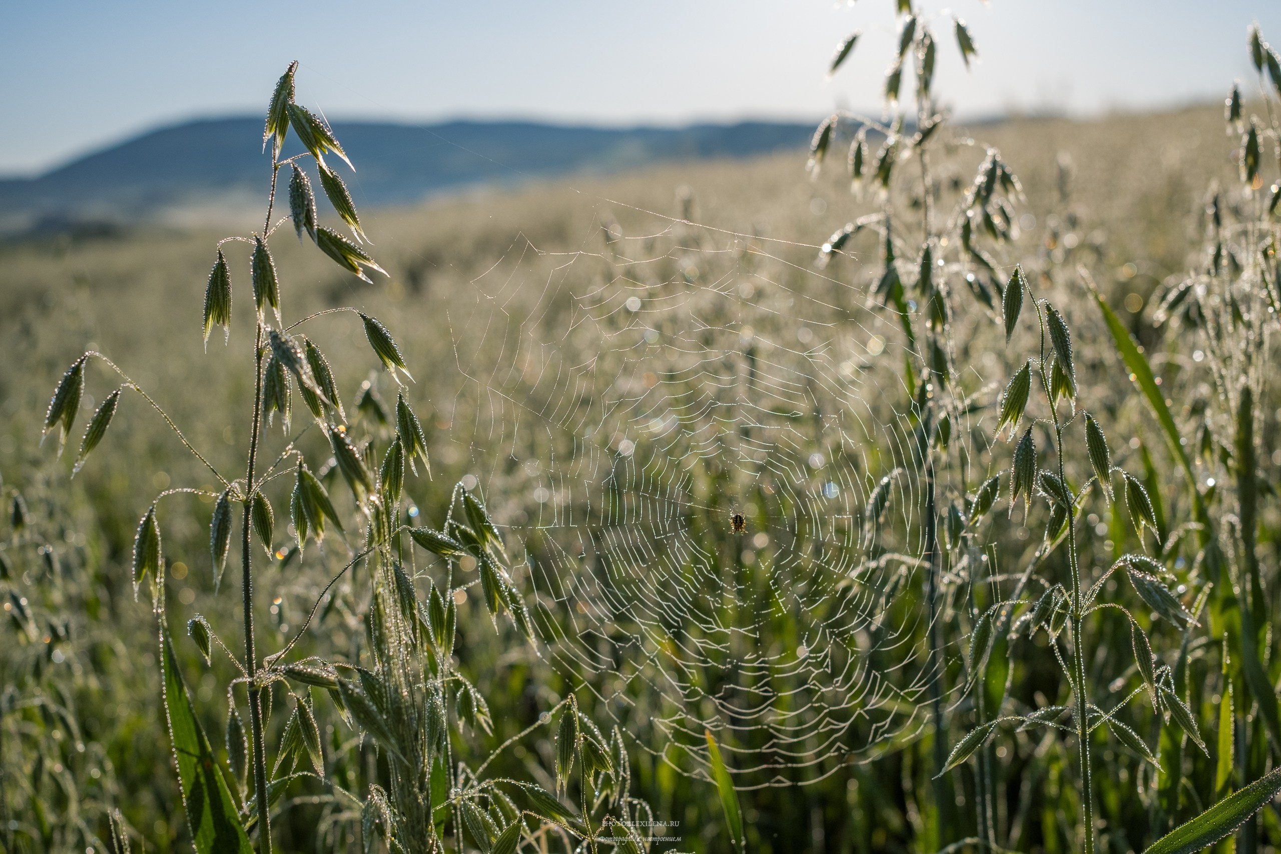 Долина Крете Сенези (Crete Senesi). Авторские стильные фотокартины